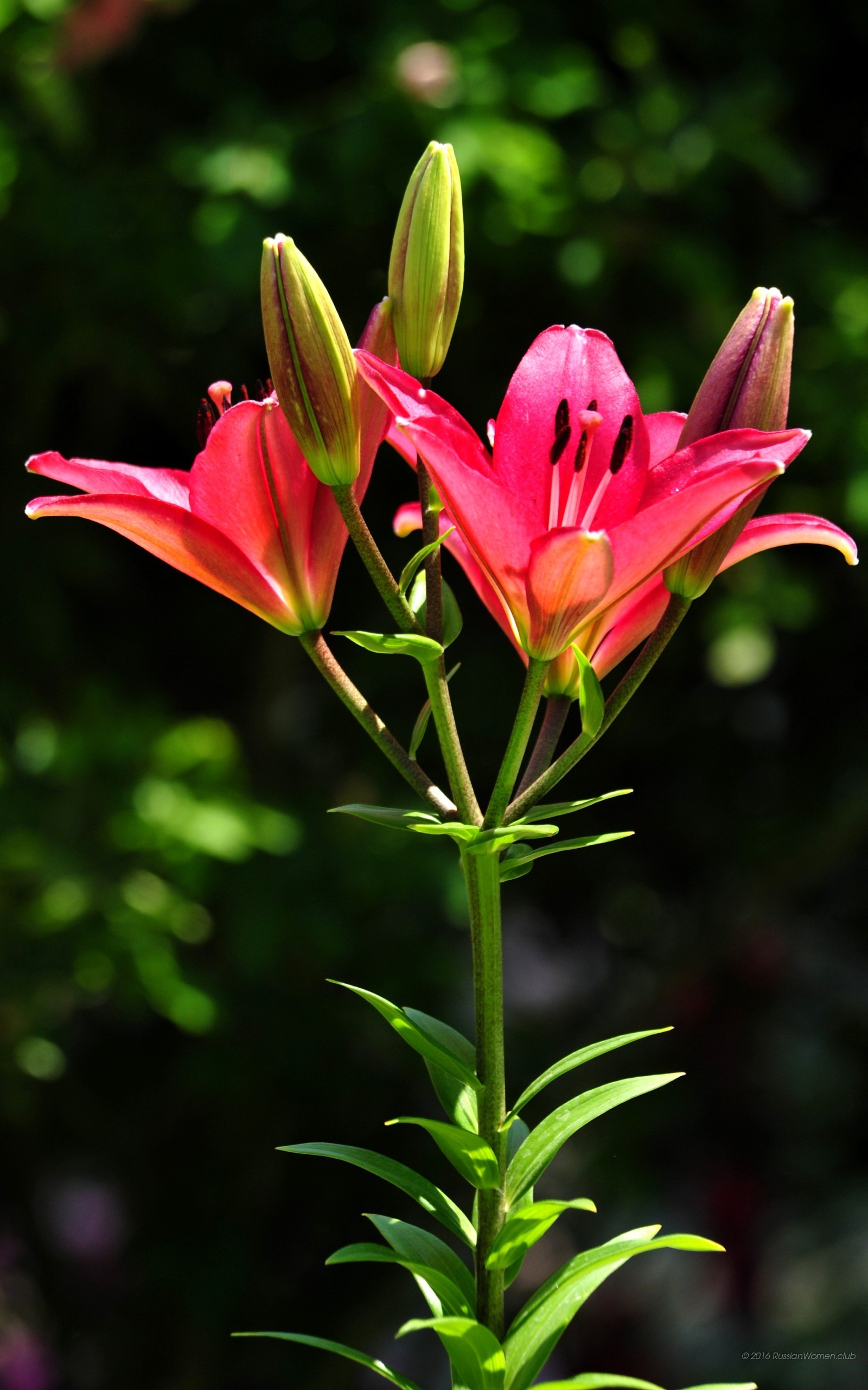 Gigli, Fiori rossi, Sfondo scuro, schermata di blocco del cellulare