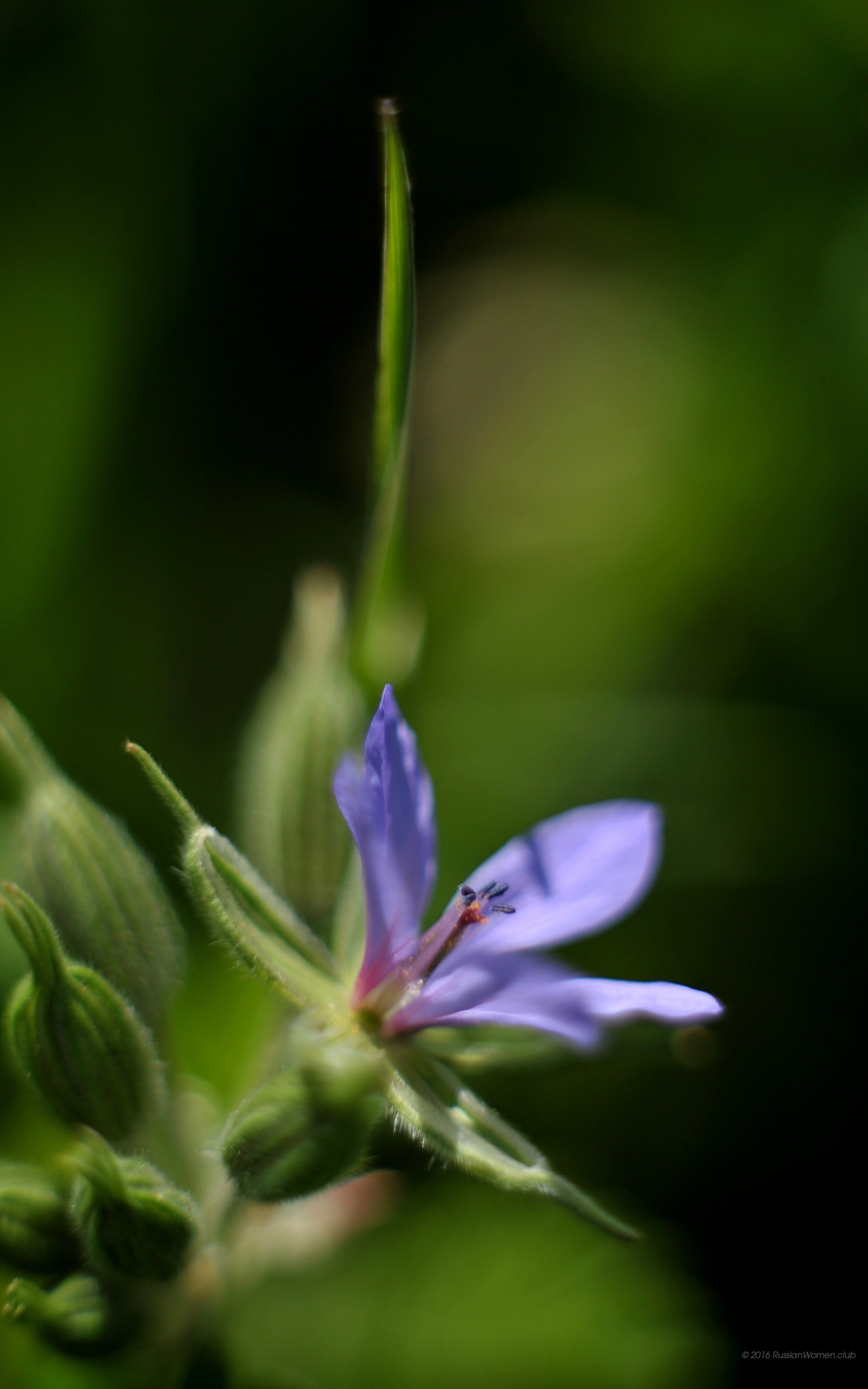 Fiore viola, Campanula, Macro, QHD+, sfondo verticale per cellulare