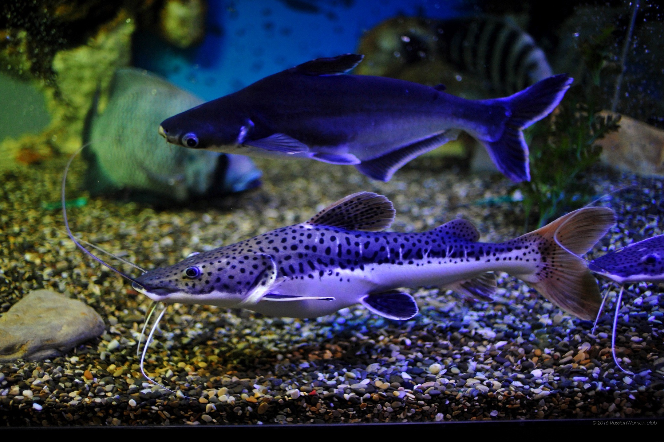 Pesce gatto, Pesce squalo, Acquario, Ghiaia, Full HD, sfondo per PC e portatile