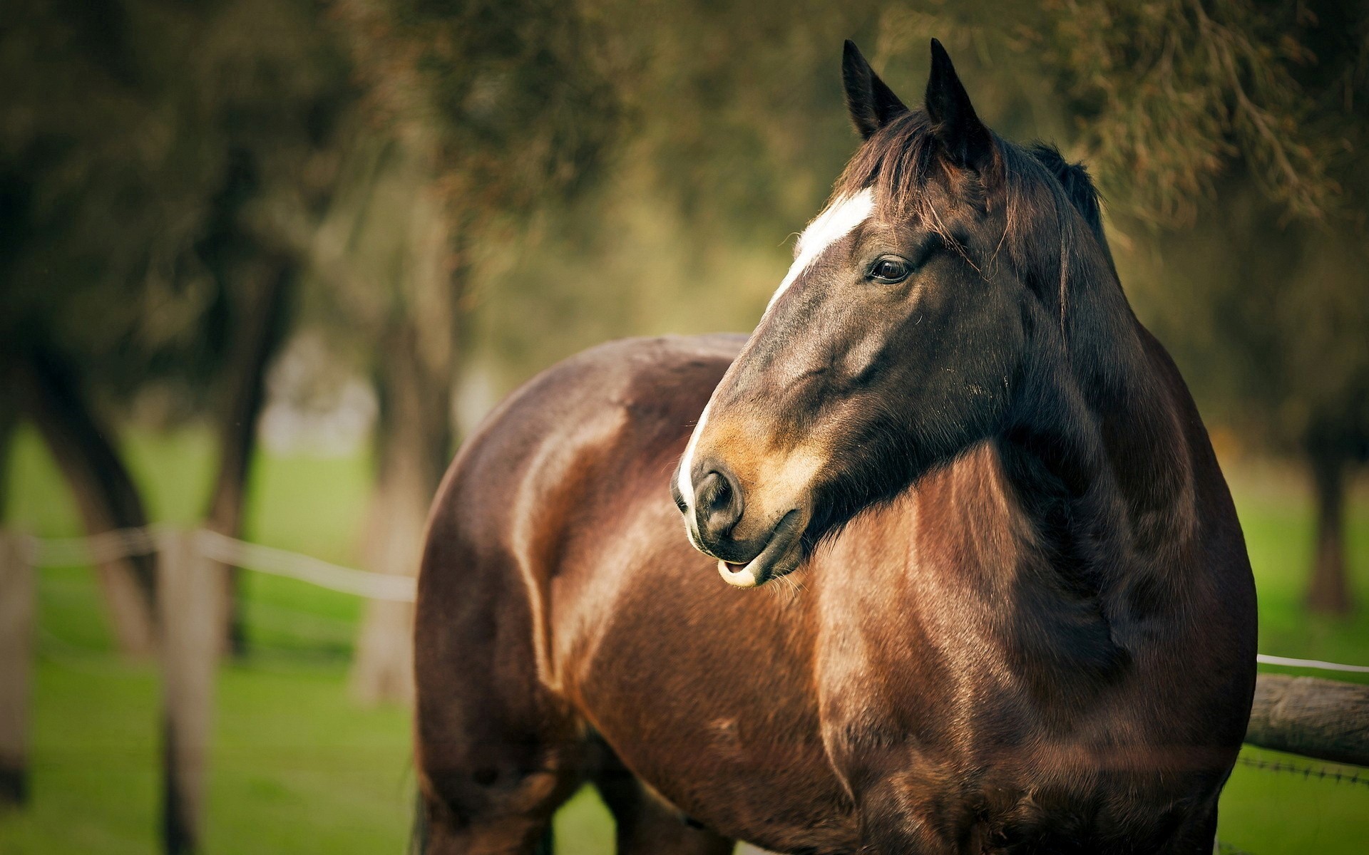 Cavallo baio, Ritratto, Alberi, Pascolo, Full HD, sfondo Windows 11