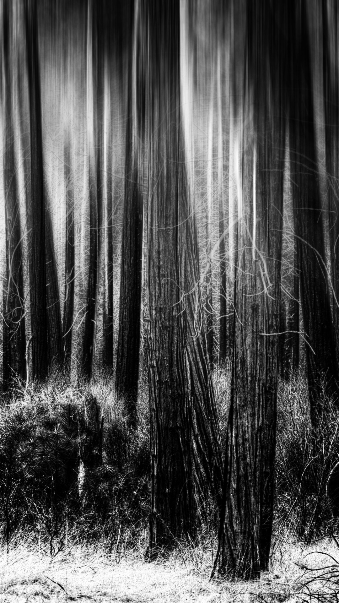 Foresta, Alberi, Bianco e nero, Mosso, sfondo per iPhone 6 Plus
