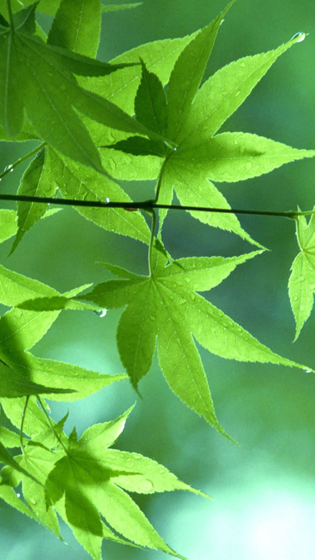 Foglie d'acero, Natura, Verde, sfondo iPhone Full HD