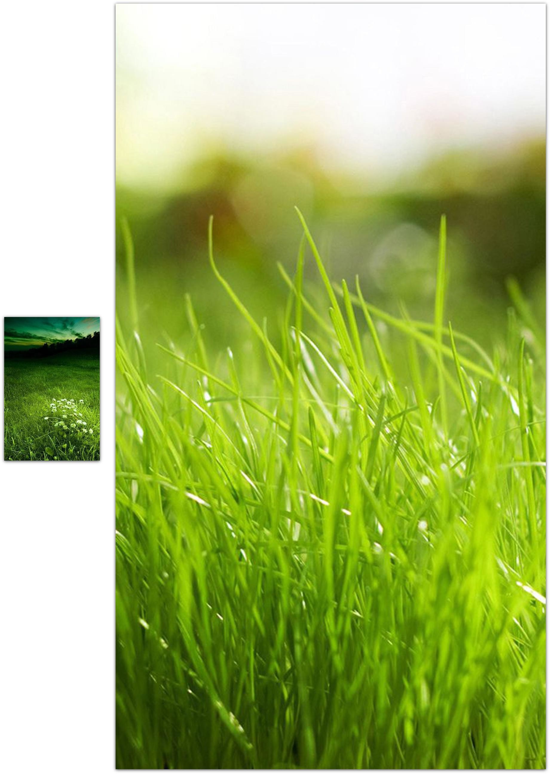 Erba, Macro, Verde, Bokeh, QHD+, sfondo per smartphone