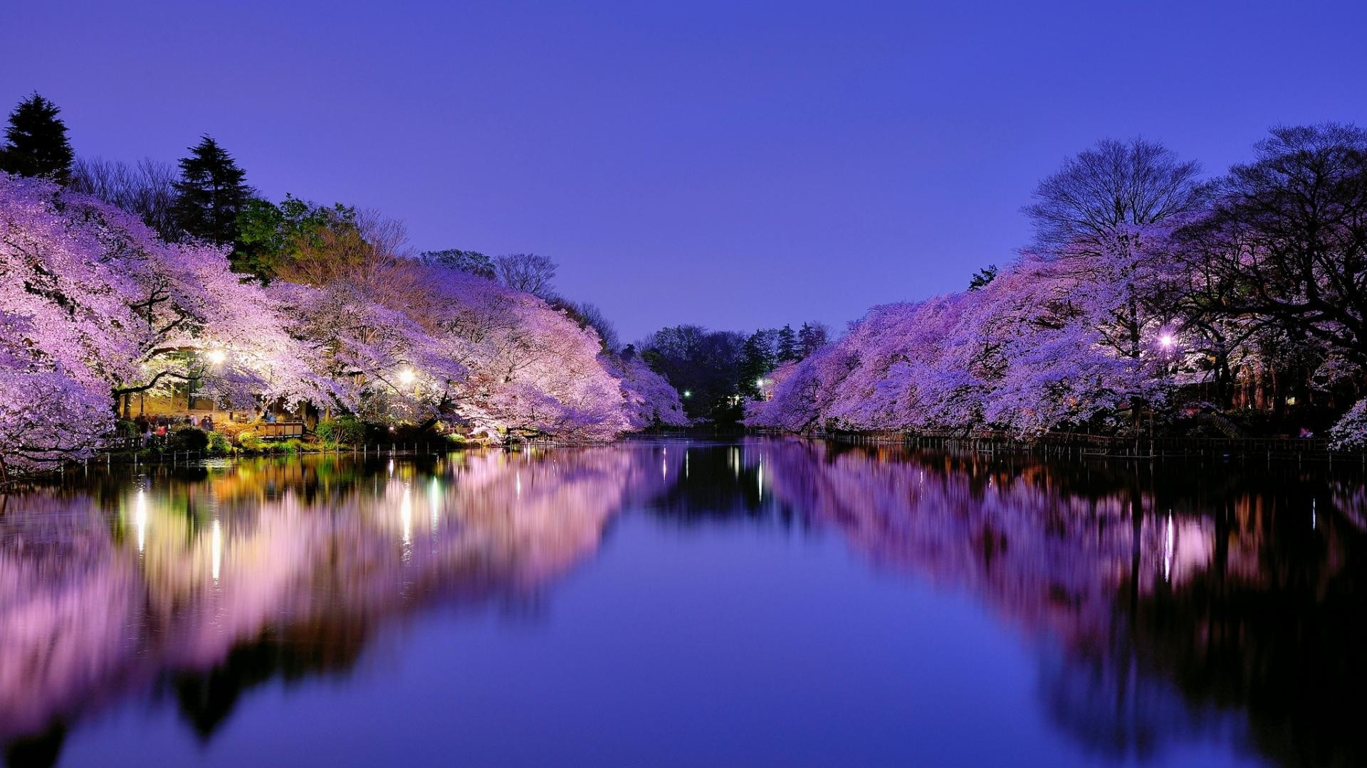 Fiori di ciliegio, Lago, Riflesso, Crepuscolo, Sakura, Full HD 1080p, sfondo desktop