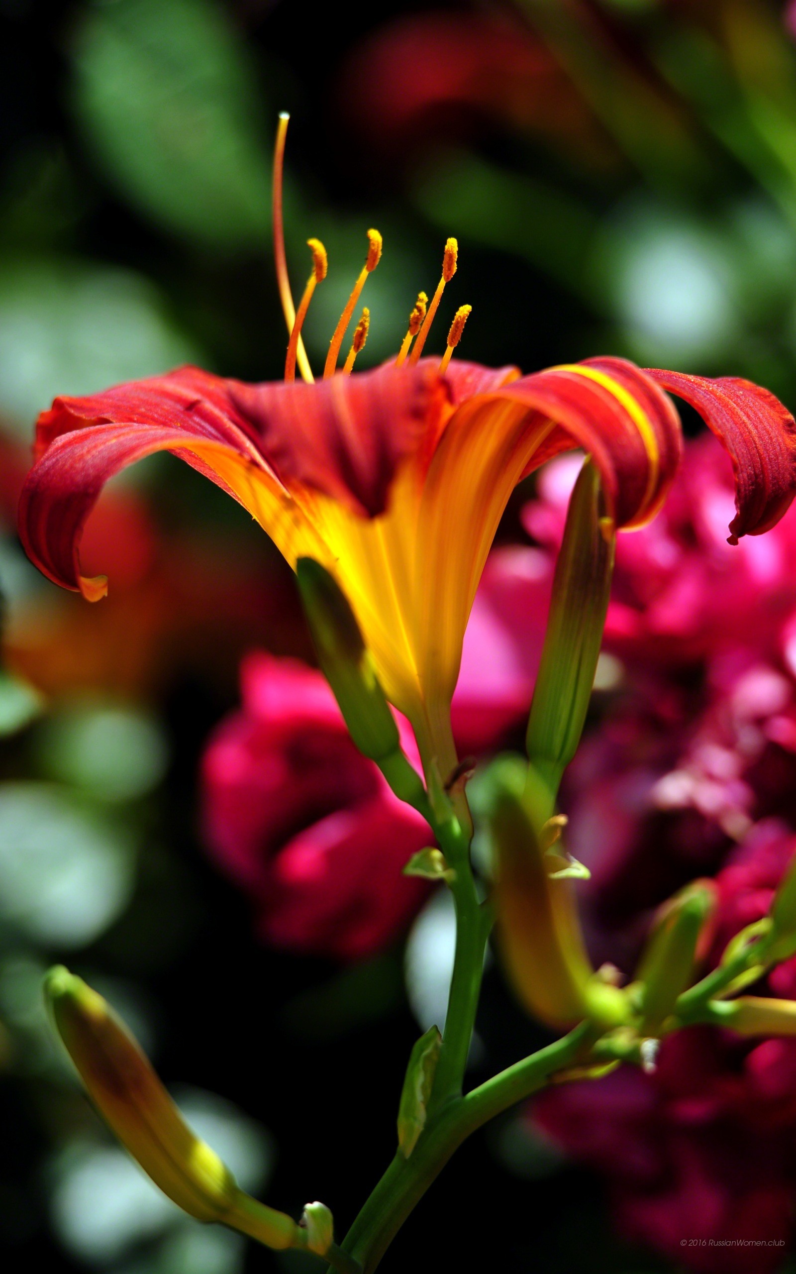 Giglio rosso, Fiori, Giardino, QHD+, sfondo verticale per cellulare