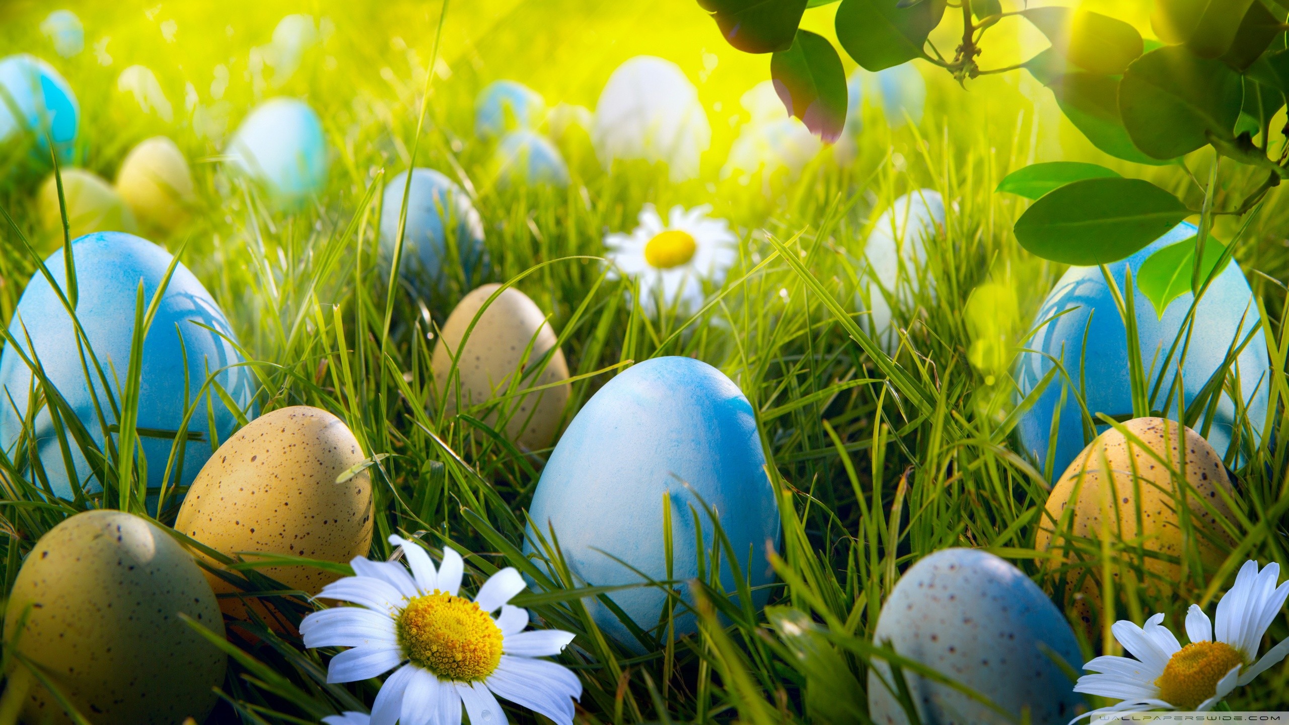 Uova di Pasqua, Margherite, Prato, Uova maculate, 2K, sfondo per PC