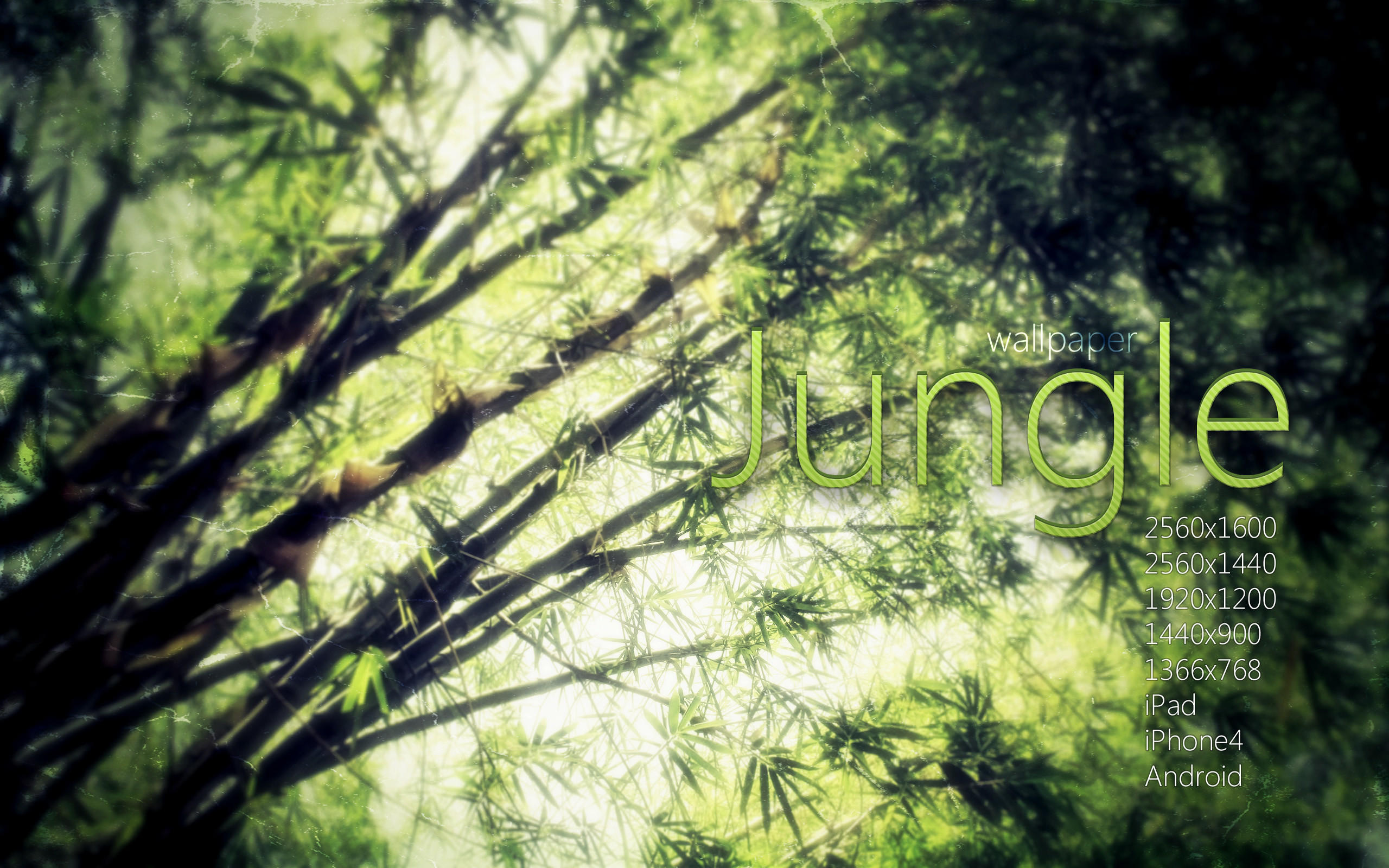 Jungle, Bambù, Luce filtrante, Tipografia, 2K 1600p, sfondo desktop