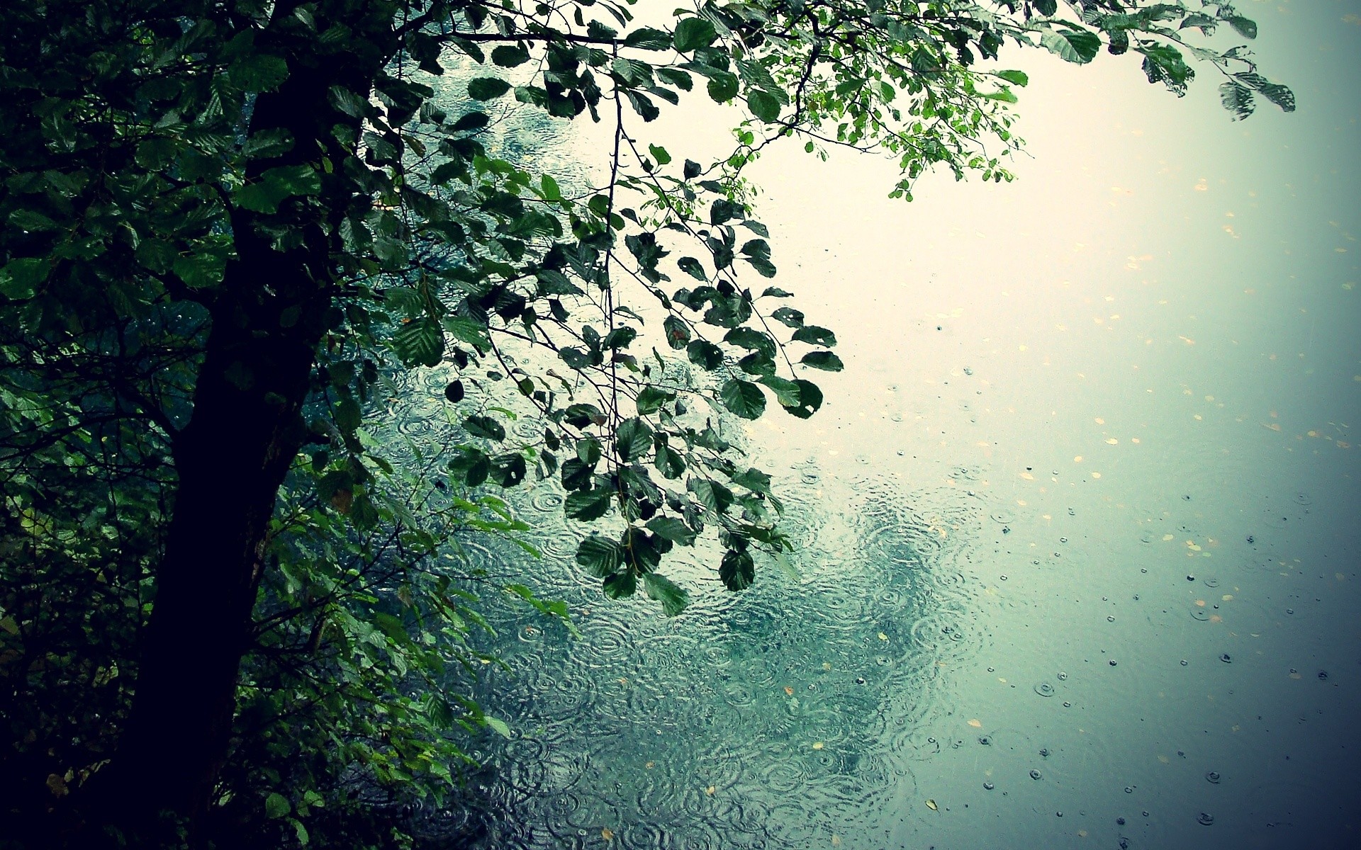 Pioggia, Albero, Vetro appannato, 16:10 Full HD, sfondo widescreen