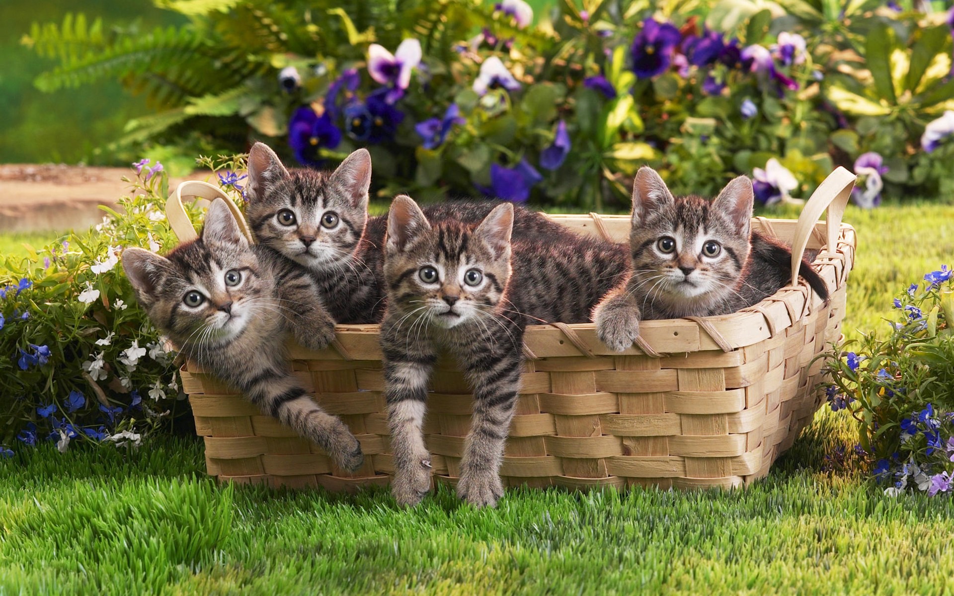 Gattini, Cesto, Prato, Fiori, Full HD, sfondo per PC e portatile
