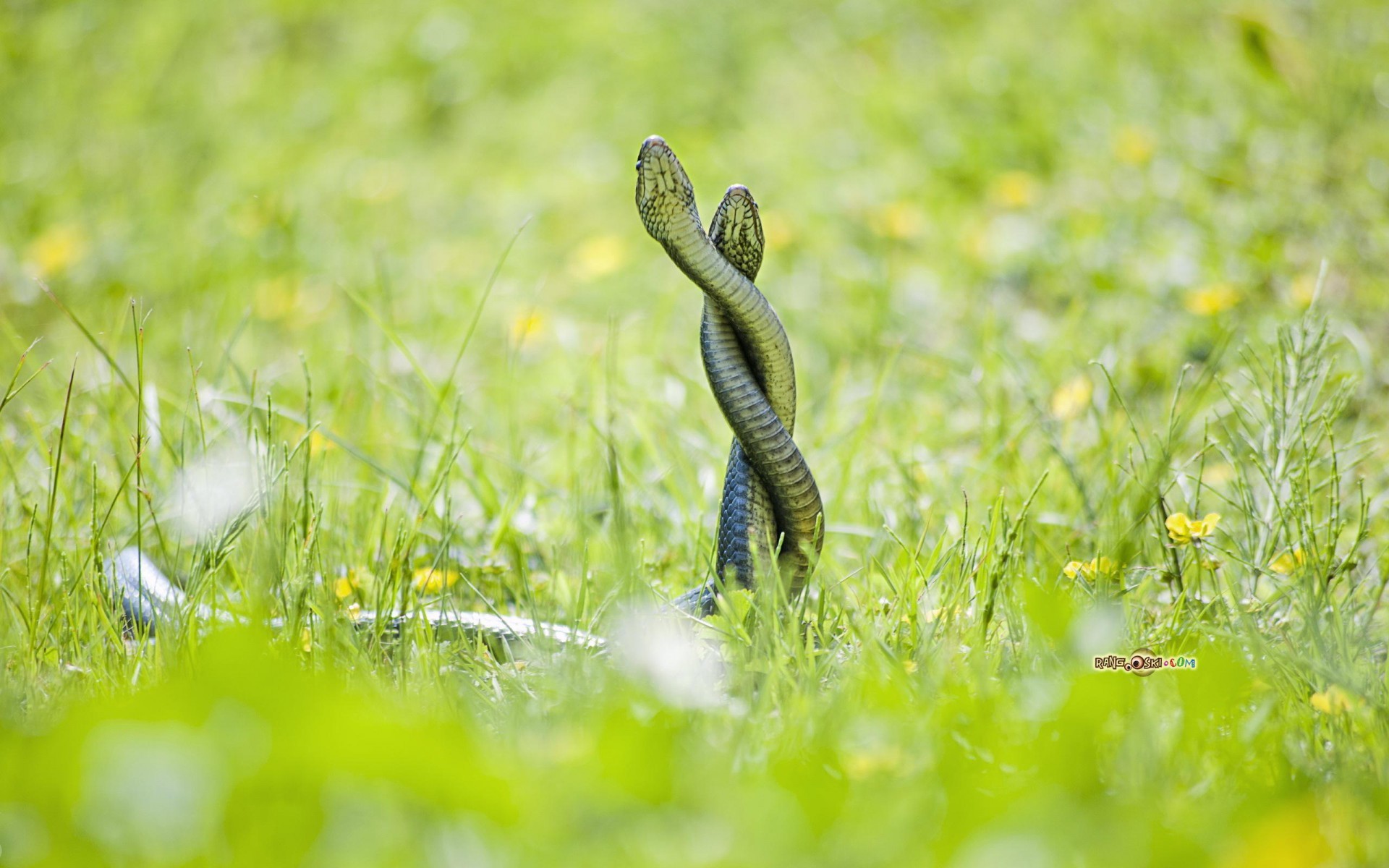 Serpenti intrecciati, Erba, Corteggiamento, Natura, 16:10 Full HD, sfondo widescreen