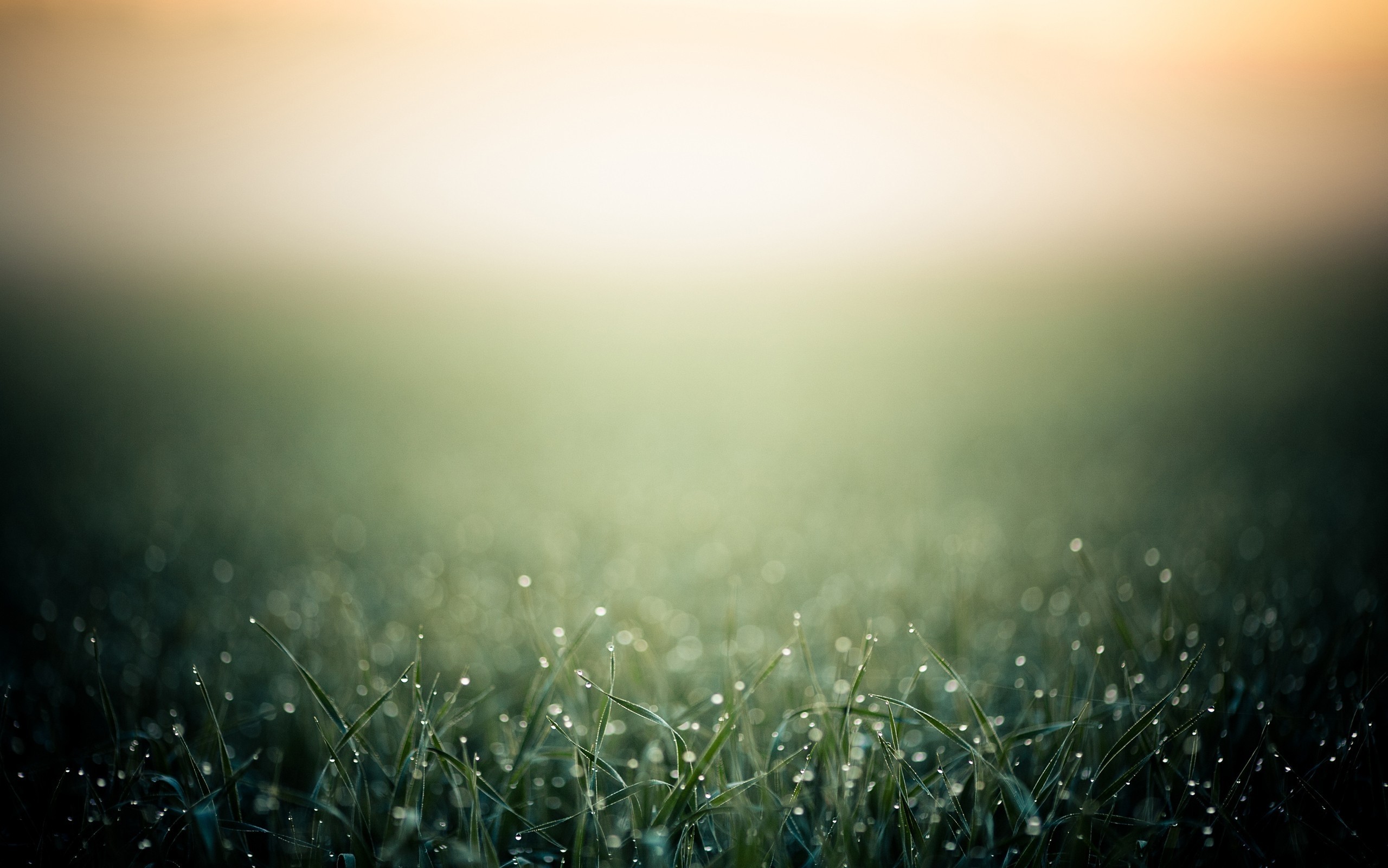Erba, Rugiada, Profondità di campo, Luce soffusa, 2560x1600, sfondo per PC