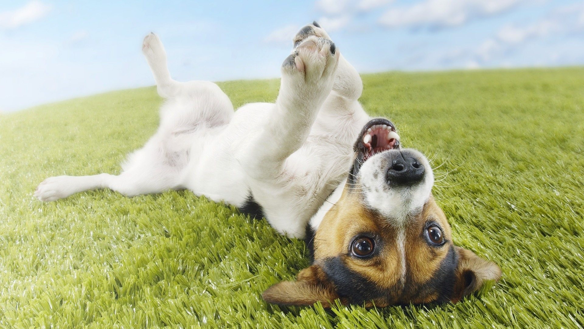 Cane, Jack Russell, Prato, Pancia all'aria, Animali buffi, sfondo per PC