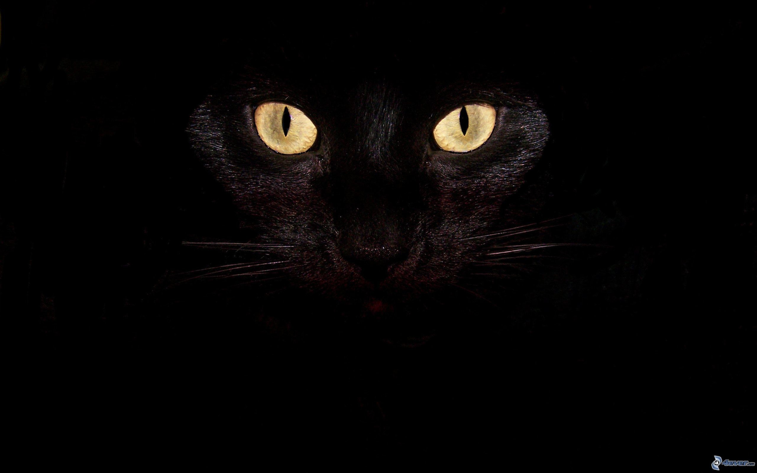 Gatto nero, Occhi gialli, Sfondo nero, 2K, wallpaper per desktop