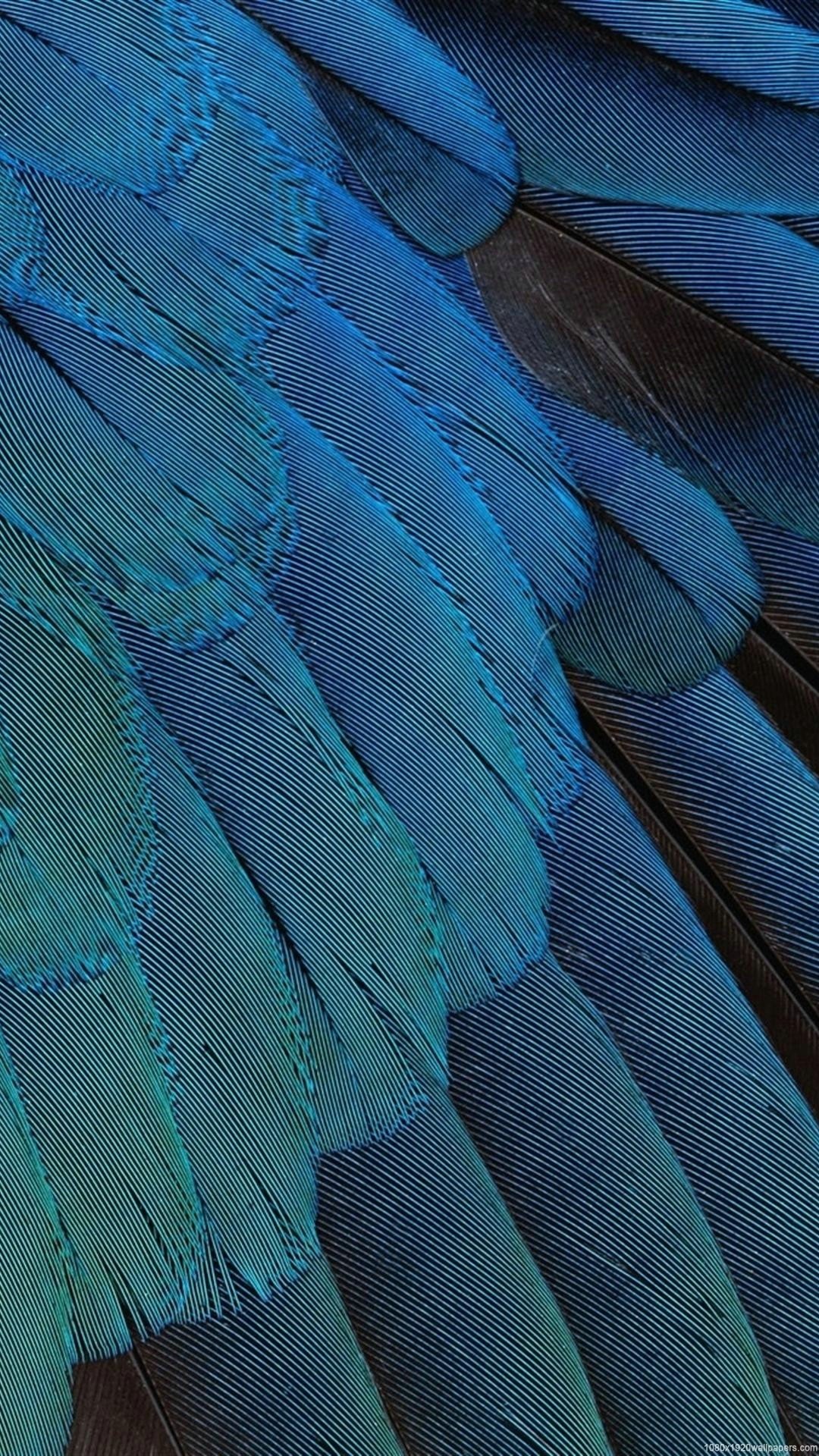 Piume, Blu, Primo piano, 1080x1920, schermata di blocco iPhone