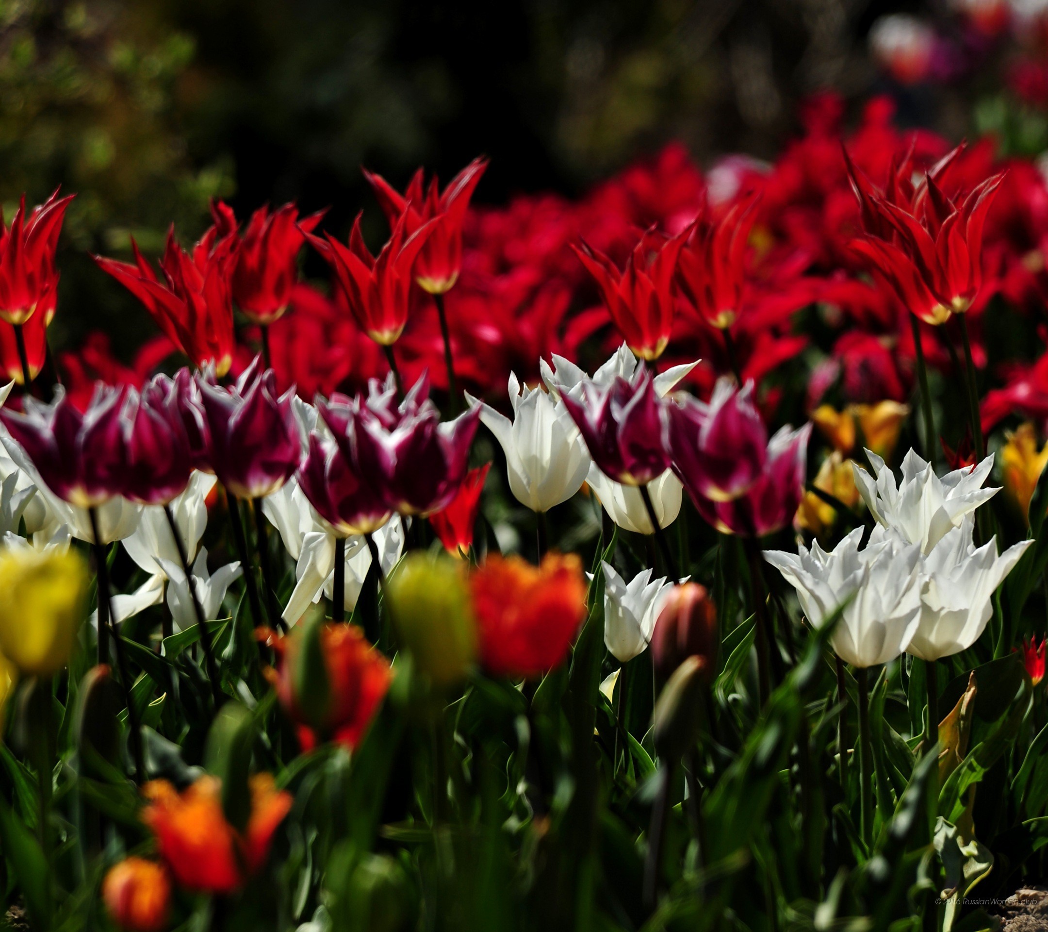Tulipani, Rosso, Bianco, Fiori, sfondo Android