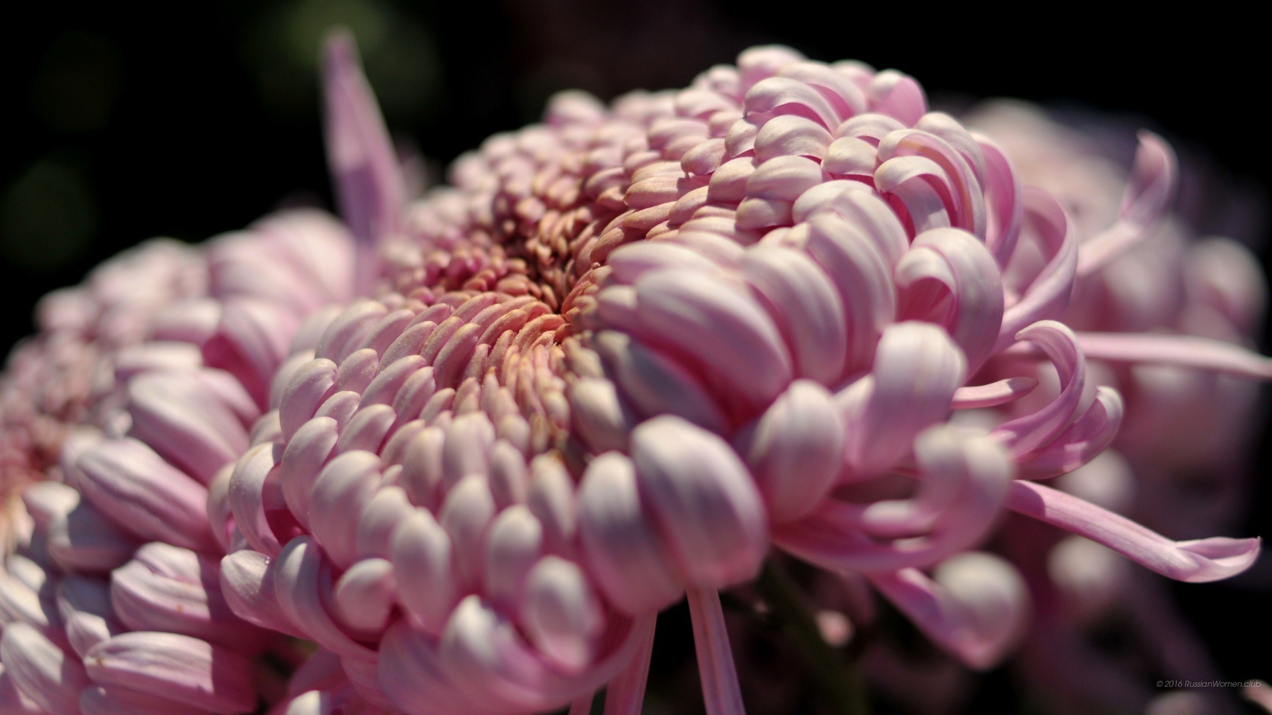 Crisantemo rosa, Fiore, Macro, 2K, sfondo per PC