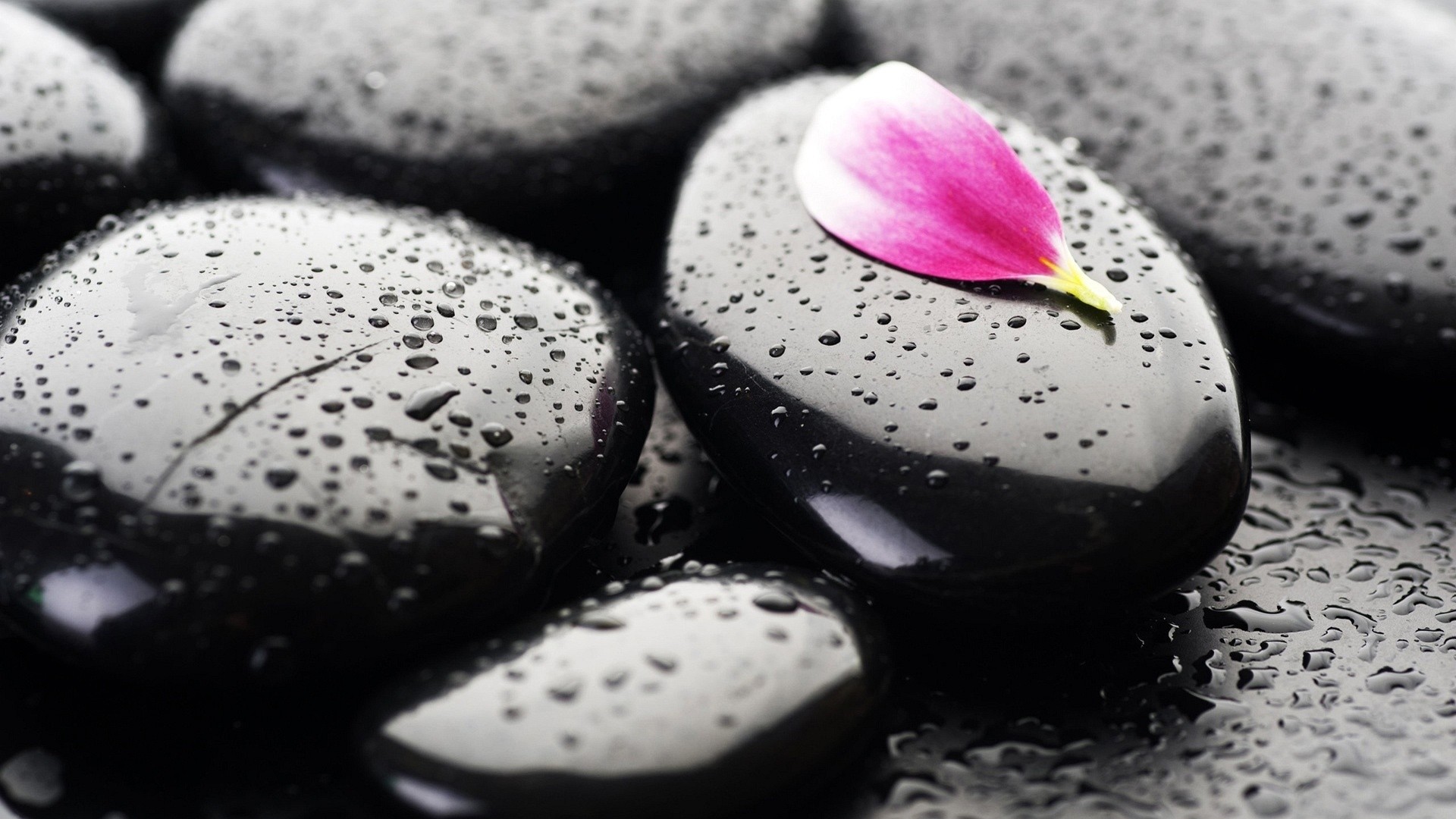 Pietre nere, Petalo rosa, Gocce, Zen, 1920x1080, immagine di sfondo