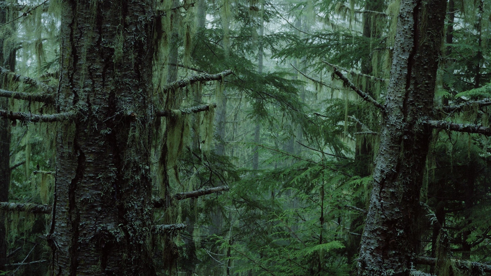 Foresta di conifere, Muschio, Licheni, Toni verdi, Full HD, wallpaper per computer