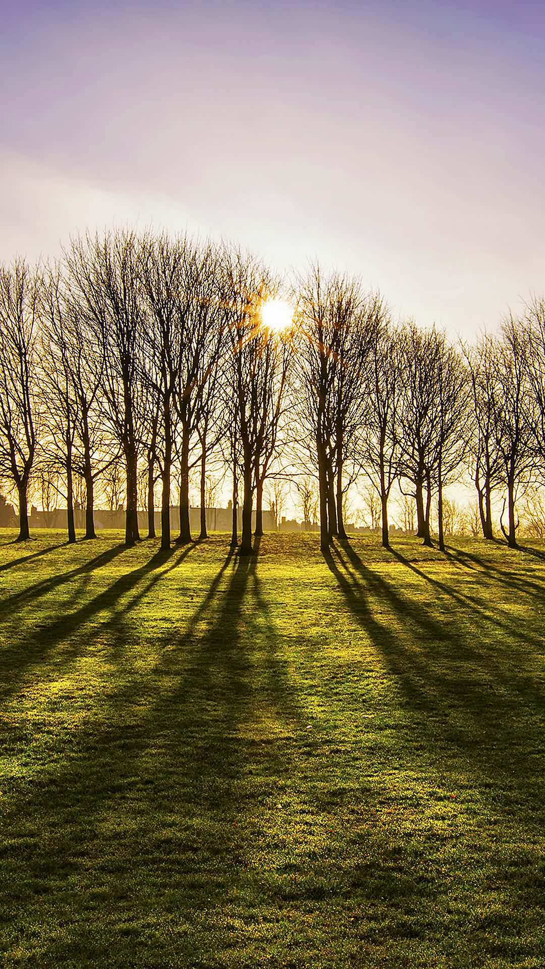 Alberi, Ombre, Controluce, Prato, sfondo schermata di blocco Huawei