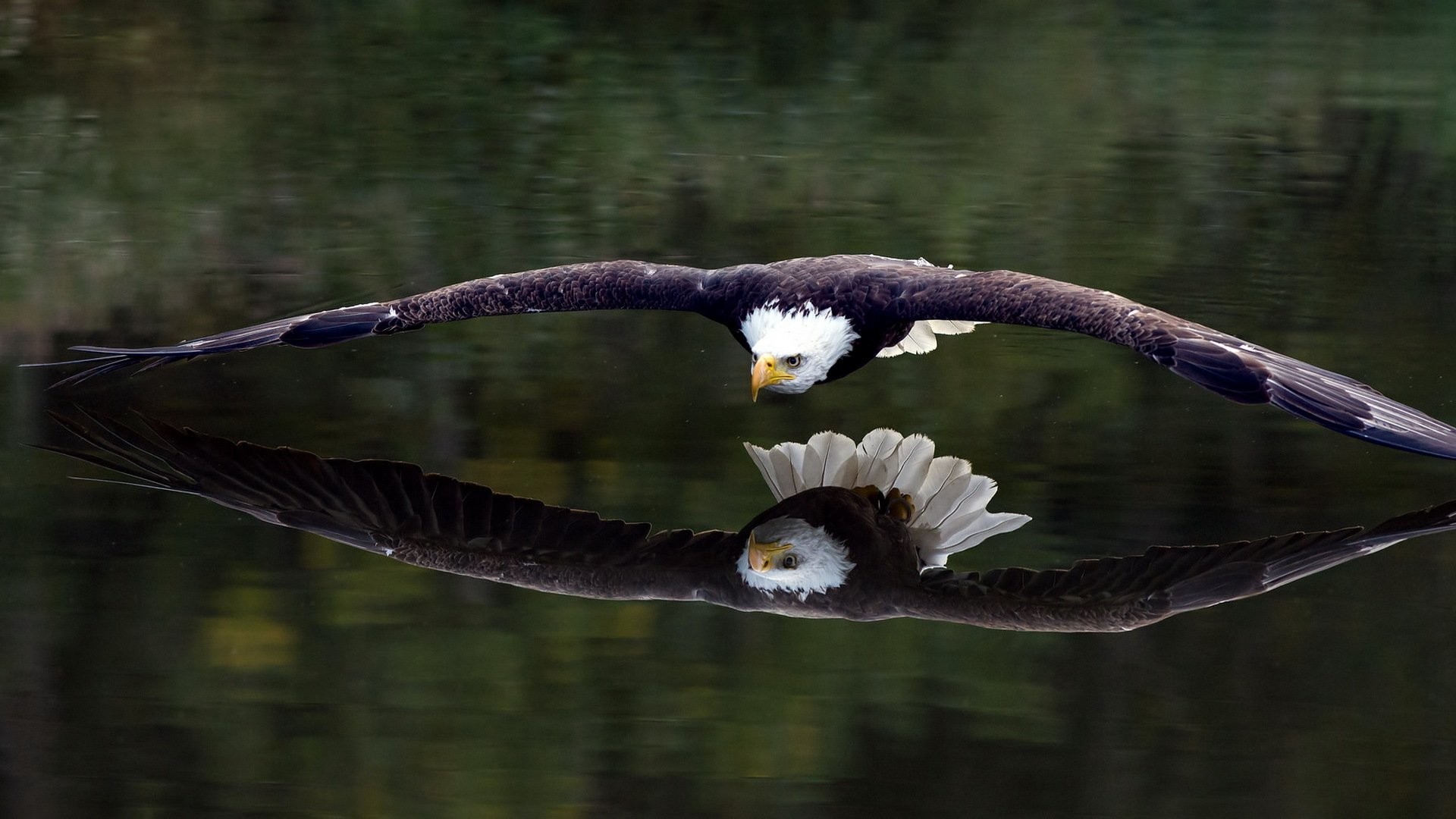 Aquila calva, Riflesso, Acqua, Full HD, sfondo Windows 11