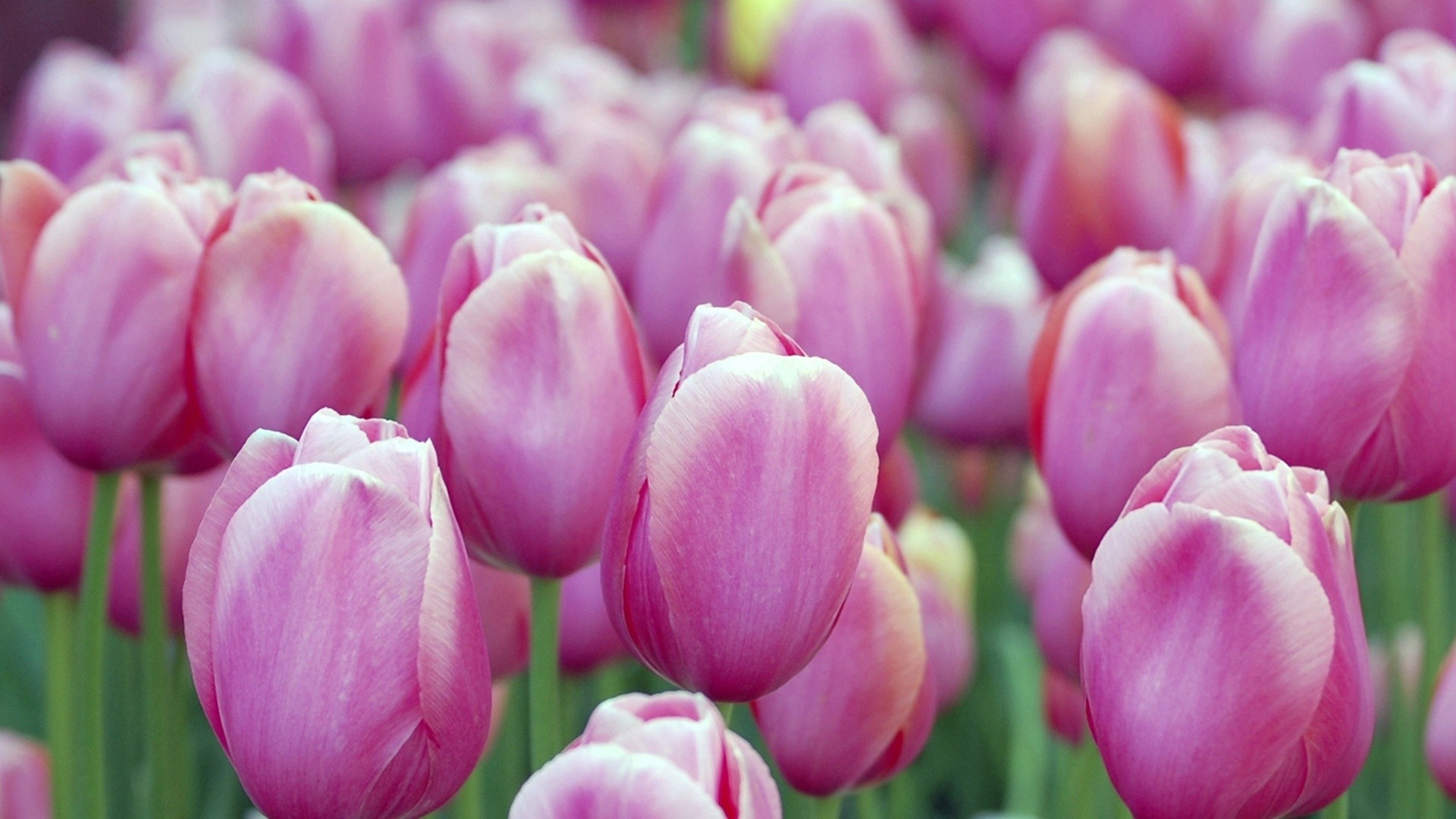 Tulipani rosa, Campo di tulipani, Primavera, Full HD, sfondo per portatile