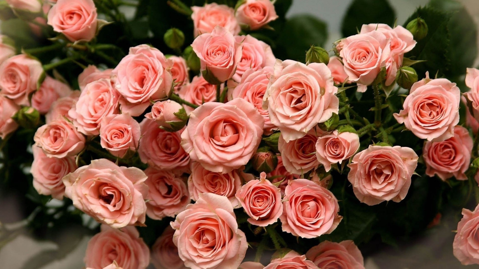 Rose rosa, Roselline, Cespuglio, Giardino, Full HD 1080p, sfondo desktop