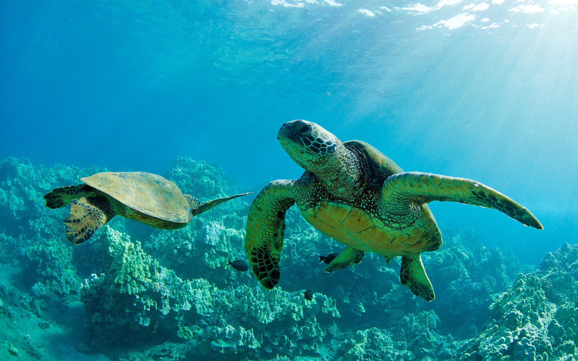 Tartarughe verdi, Hawaii, Barriera corallina, Fotografia subacquea, sfondo Full HD per portatile