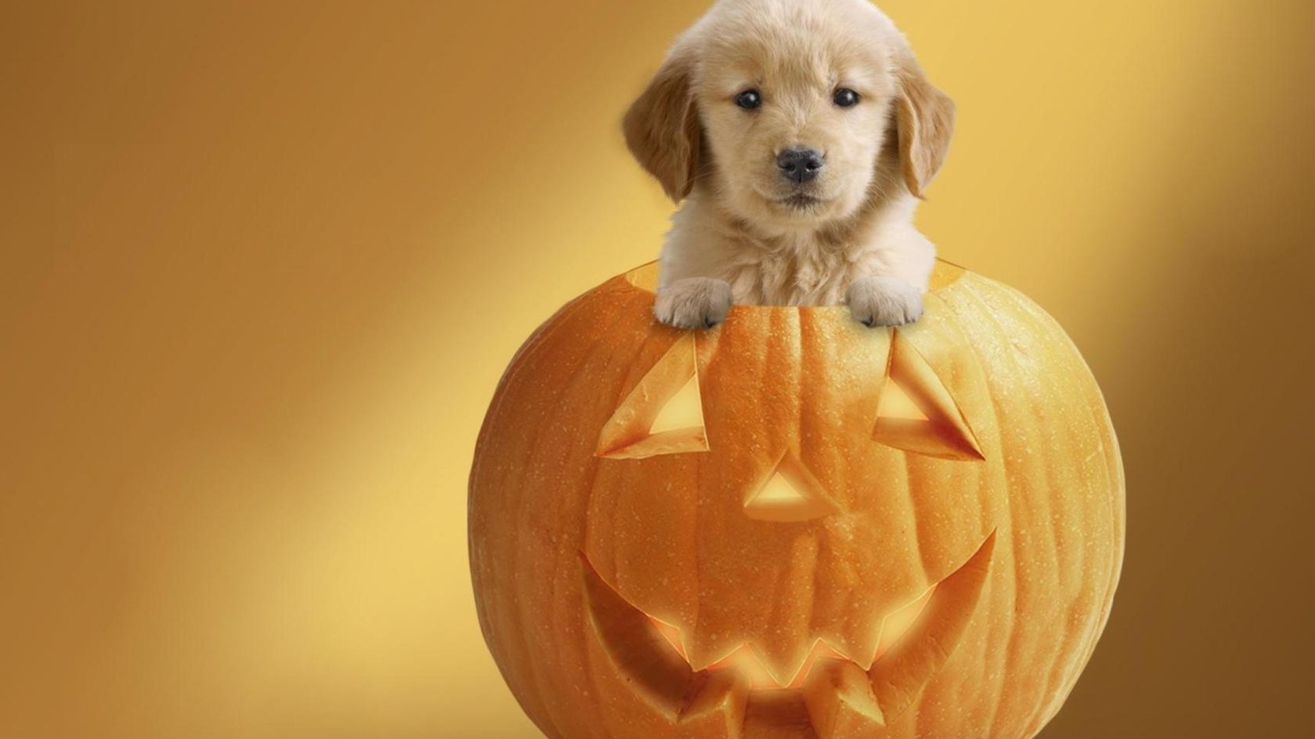 Cucciolo, Golden Retriever, Zucca intagliata, 16:9 Full HD, sfondo widescreen
