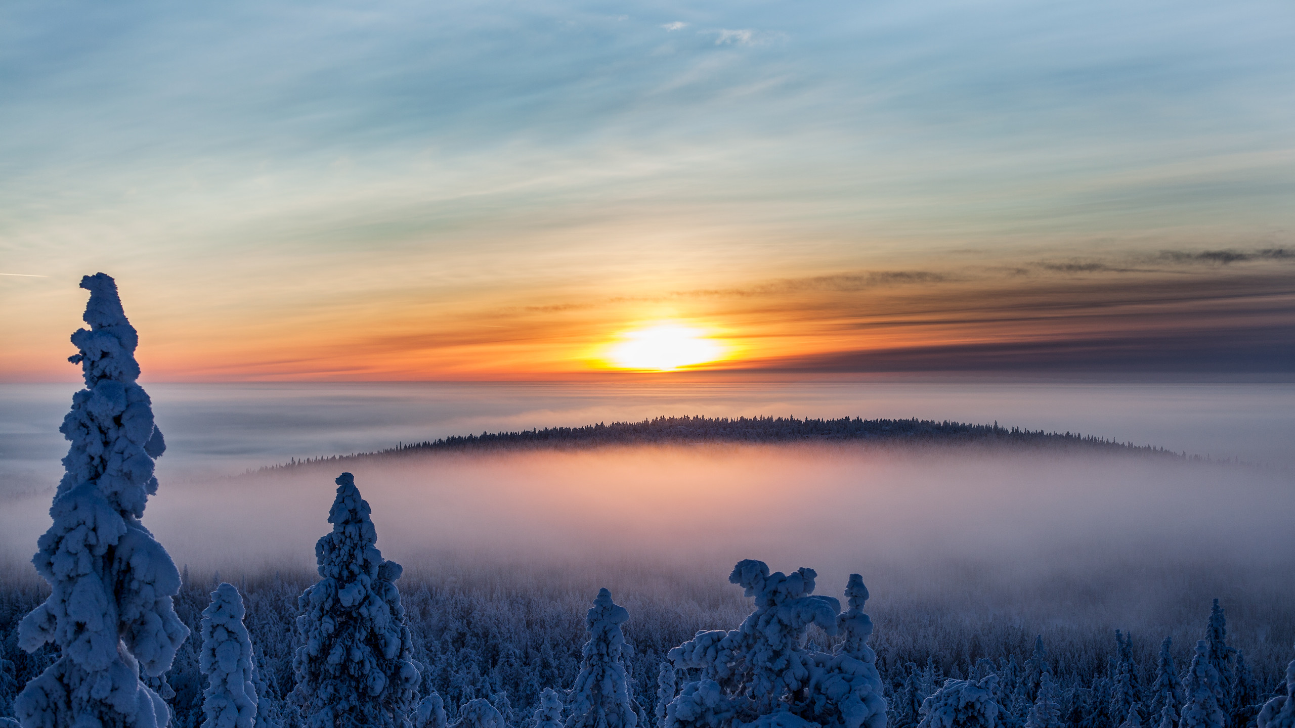 Alba, Mare di nebbia, Alberi innevati, Inverno, 2K, sfondo per PC