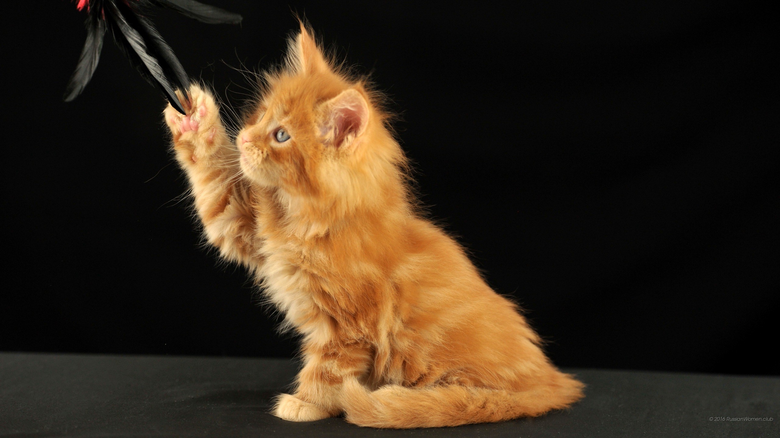 Gattino rosso, Maine Coon, Piuma, Gioco, Sfondo nero, 2K, wallpaper per PC