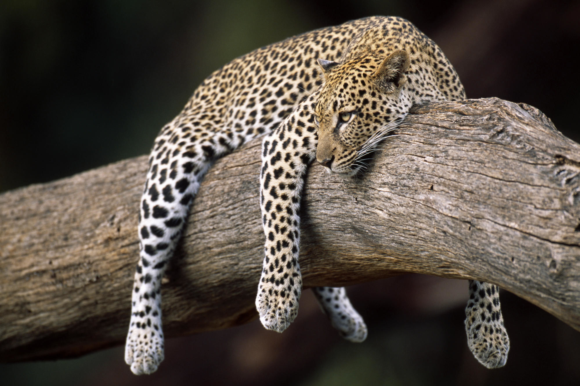 Leopardo, Ramo, Riposo, Sfondo scuro, Full HD, wallpaper per PC