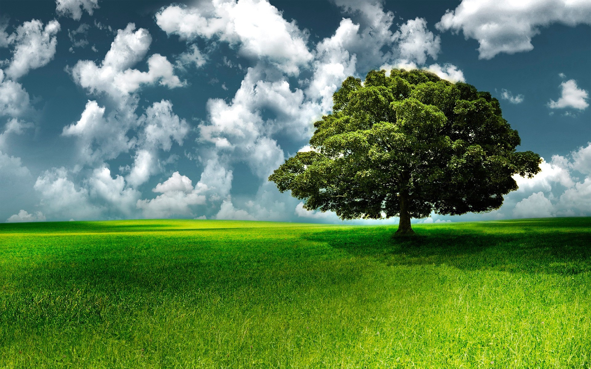 Albero solitario, Prato verde, Nuvole, Cielo, sfondo per tablet