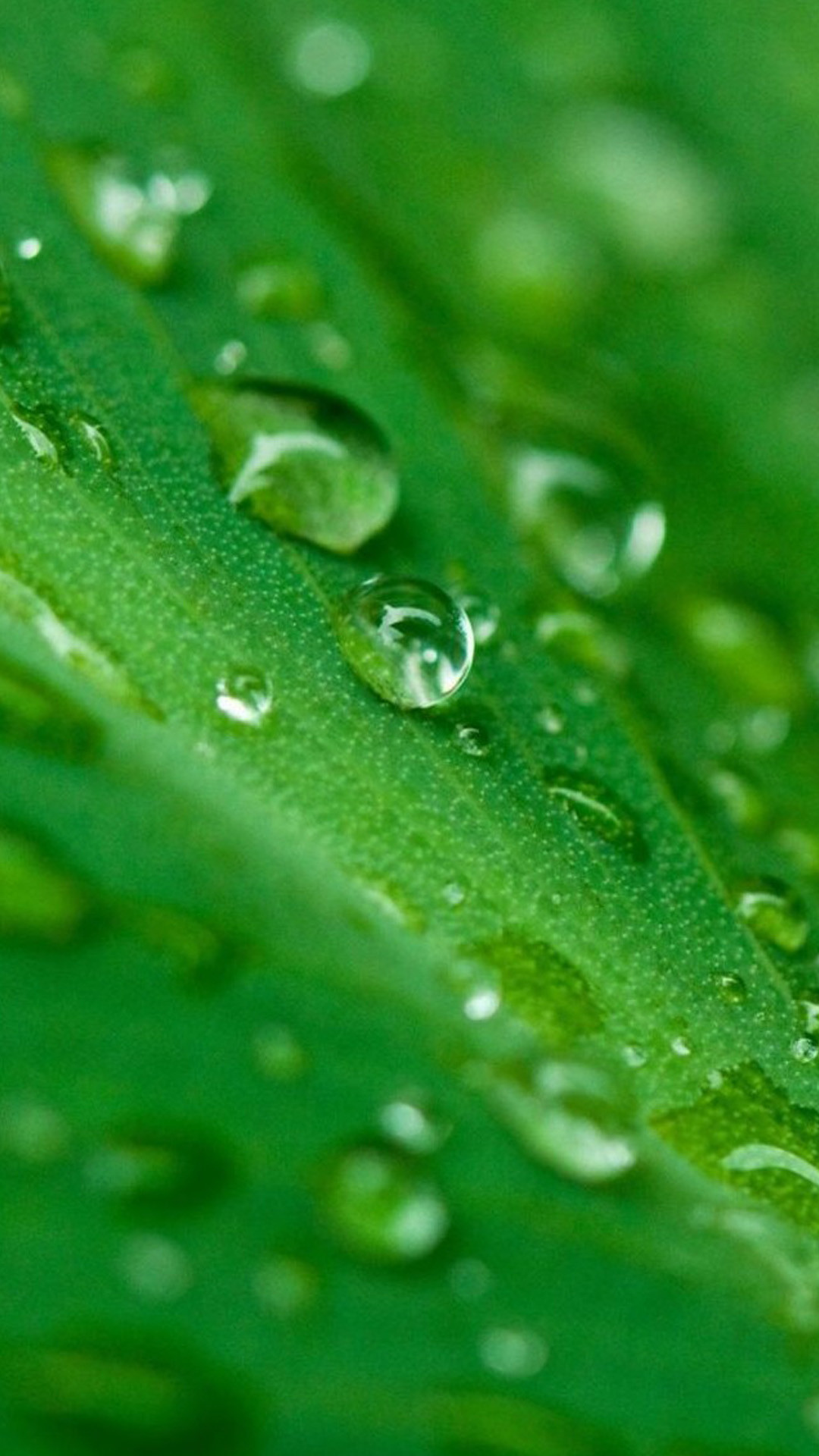 Foglia, Gocce d'acqua, Macro, Full HD, sfondo verticale per cellulare