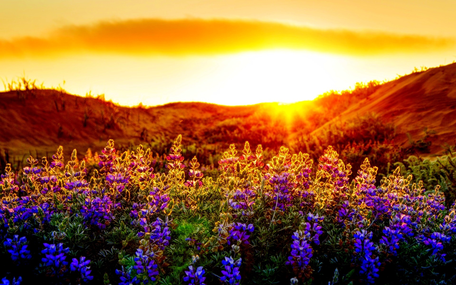 Lupini, Fiori viola, Colline, Tramonto, 16:10 Full HD, wallpaper widescreen