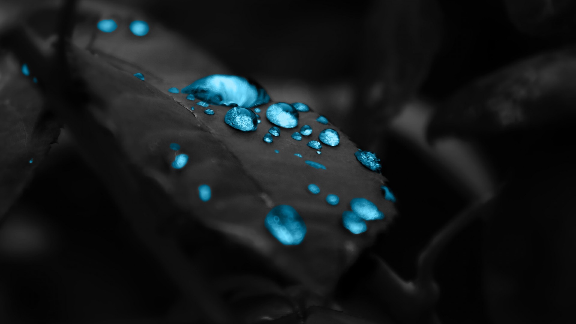 Gocce d'acqua, Foglia, Macro, Azzurro, Full HD, sfondo Windows 11