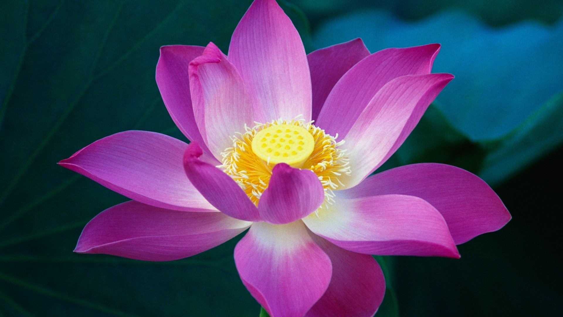 Fiore di loto, Rosa, Macro, Full HD, sfondo Windows 11