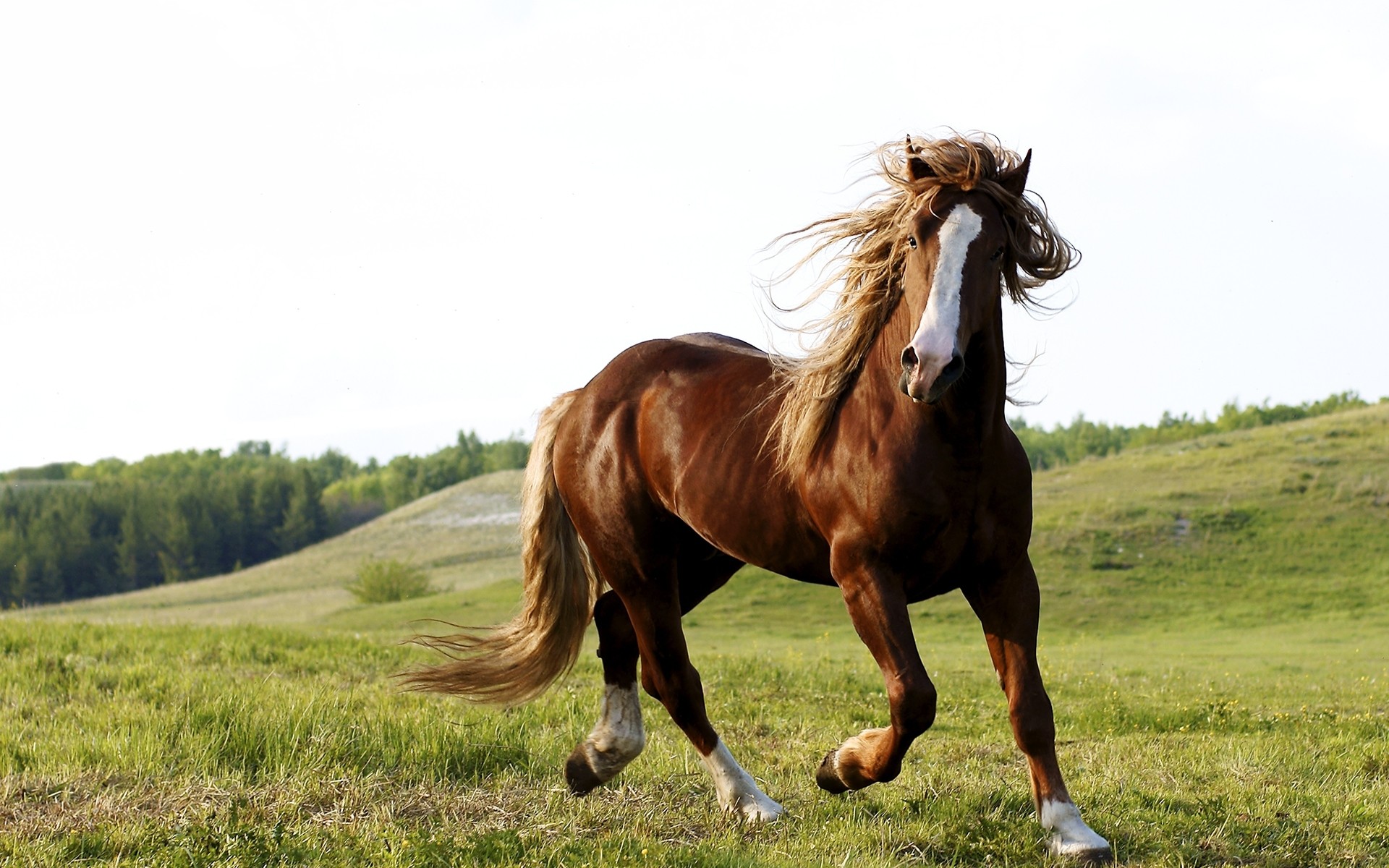 Cavallo sauro, Galoppo, Collina, Prato, 16:10 Full HD, sfondo widescreen