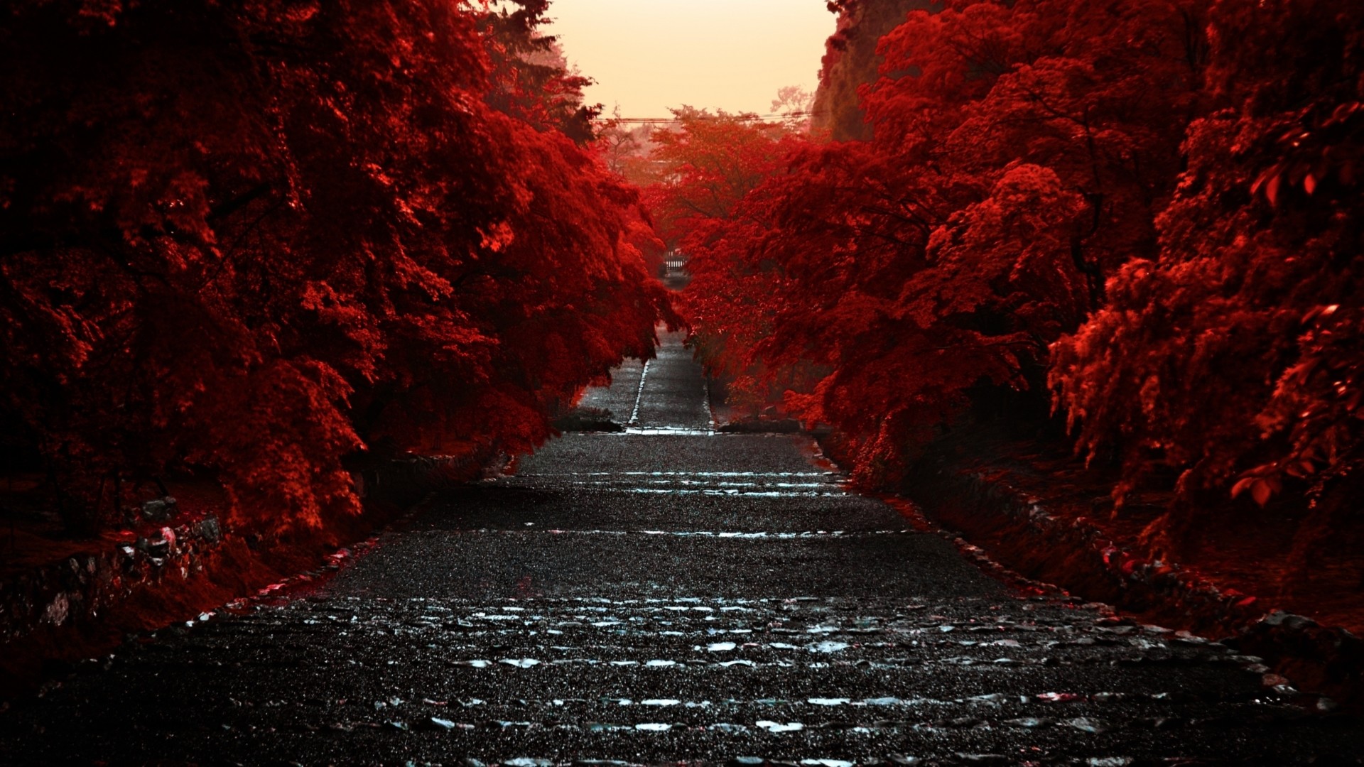 Aceri rossi, Scalinata, Sentiero, Autunno, Rosso, Full HD, sfondo Windows 11
