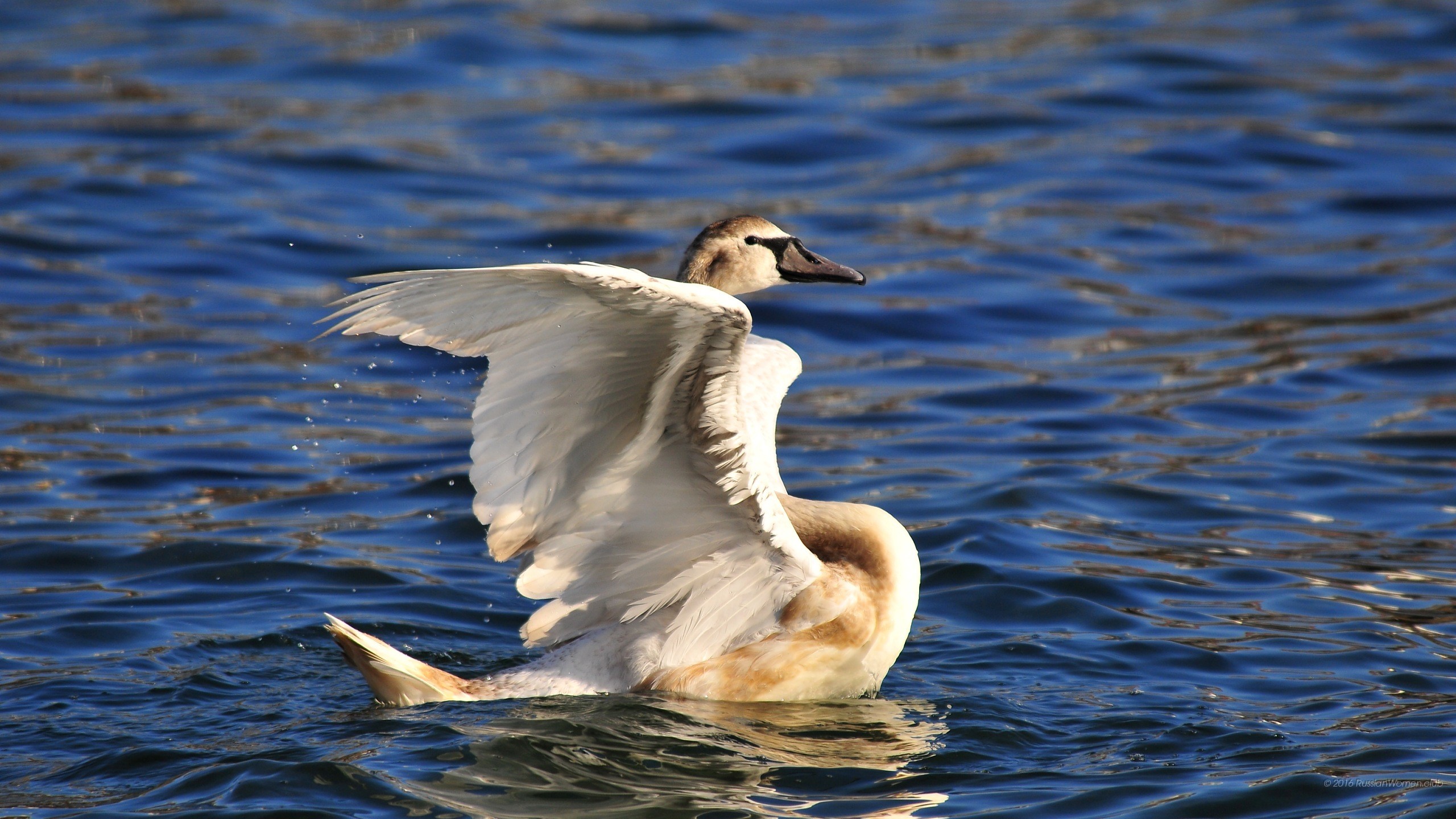 Cigno, Ali, Lago, 2K, sfondo per desktop