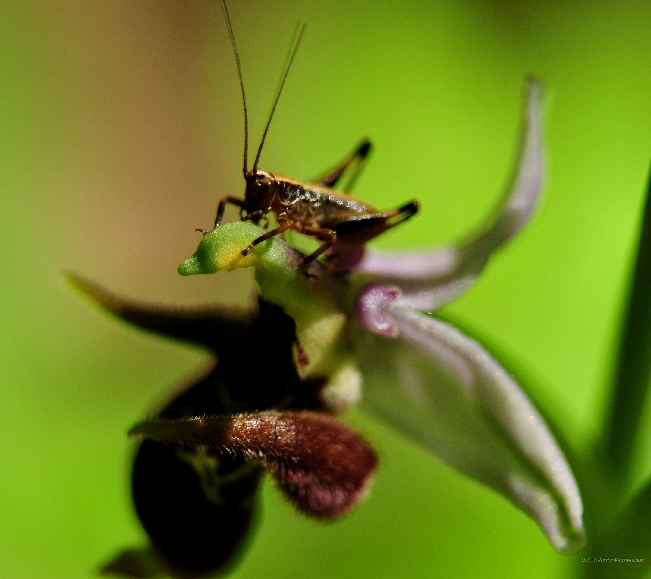 Cavalletta, Orchidea, Macro, Verde, sfondo Huawei P8 Full HD