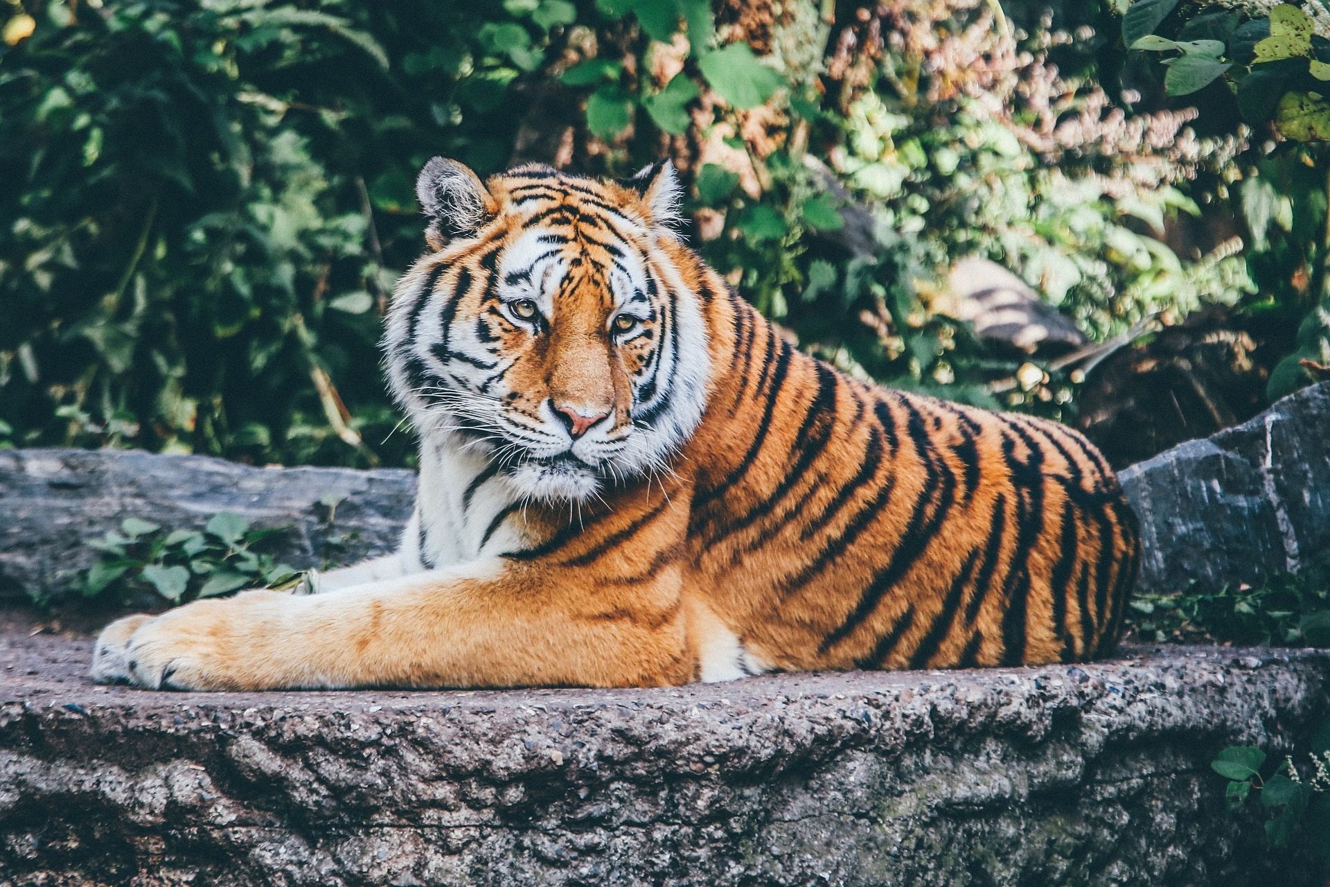 Tigre, Roccia, Foresta, Riposo, Full HD, wallpaper per portatile