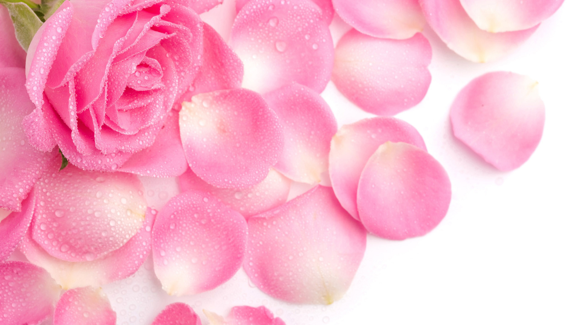 Rosa rosa, Petali, Sfondo bianco, Full HD, wallpaper per computer