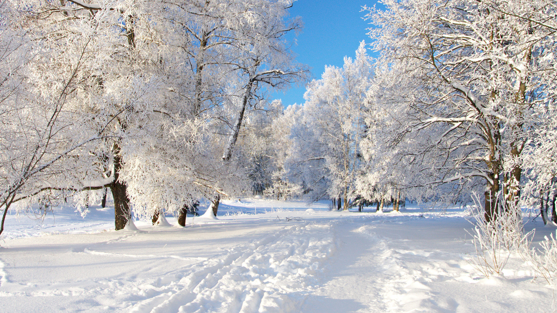 Alberi innevati, Parco, Neve, Cielo blu, sfondo per desktop
