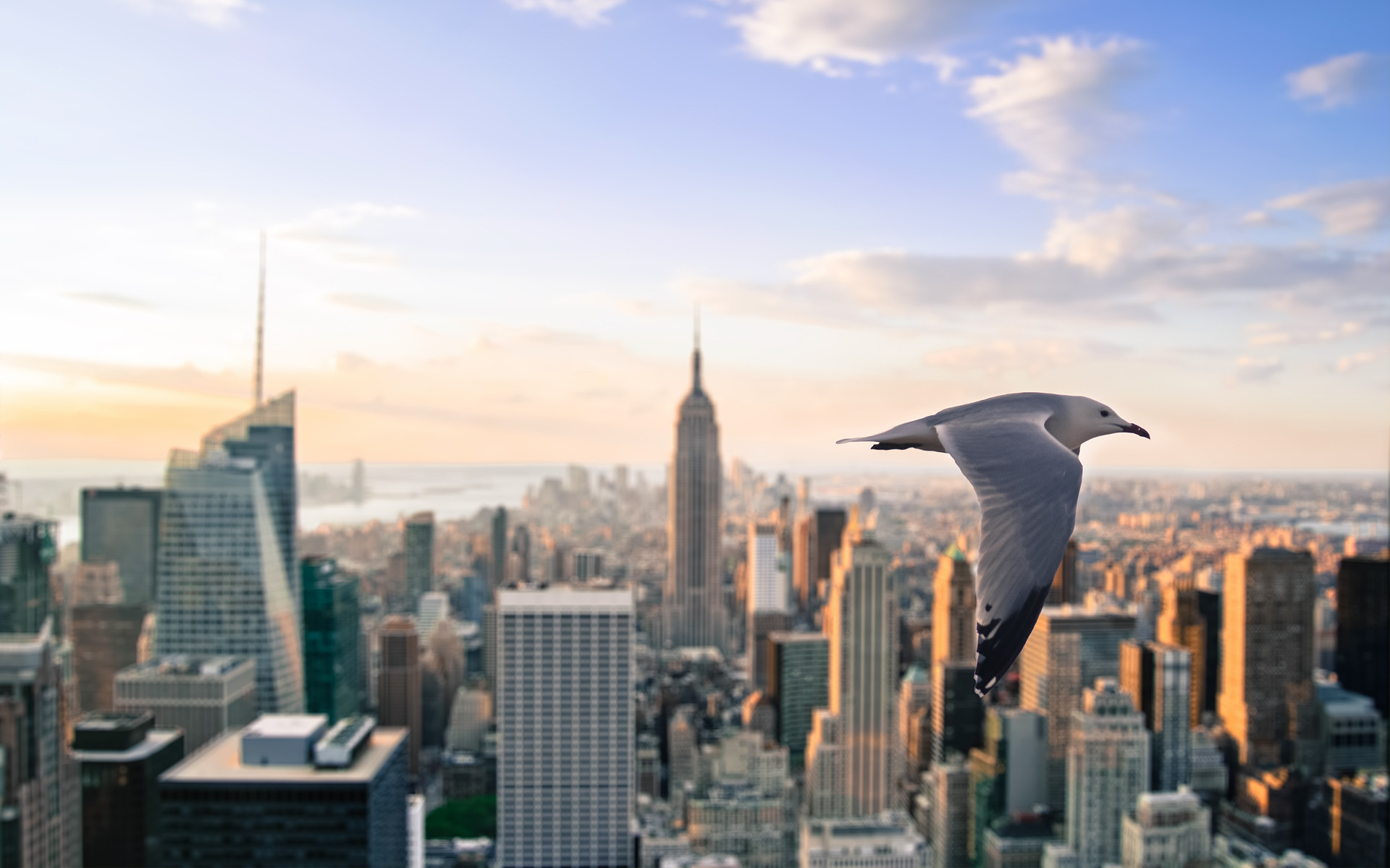 Empire State Building, Manhattan, New York, Gabbiano, 1920x1200, wallpaper desktop