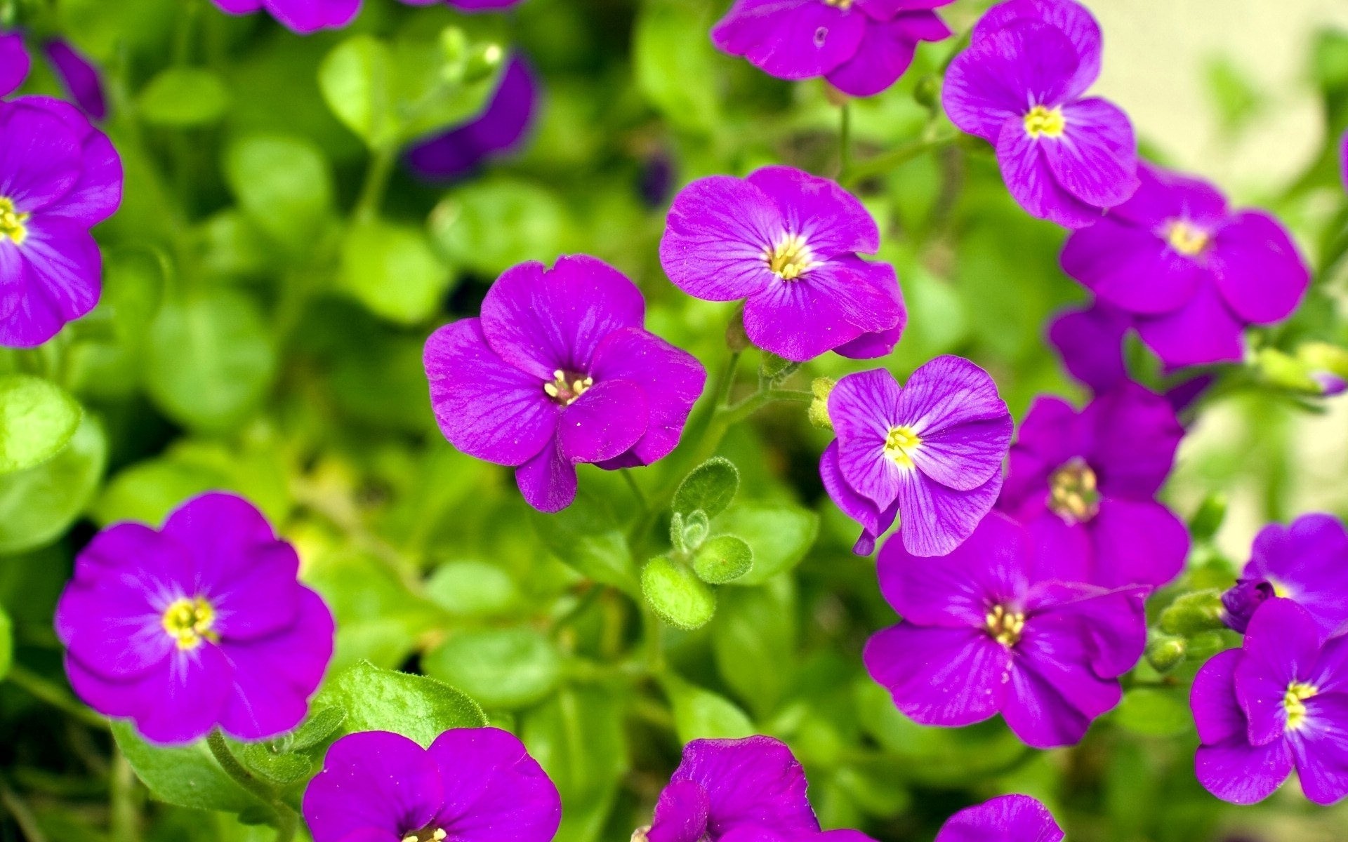 Aubrieta, Fiori viola, Foglie verdi, 16:10 Full HD, sfondo widescreen