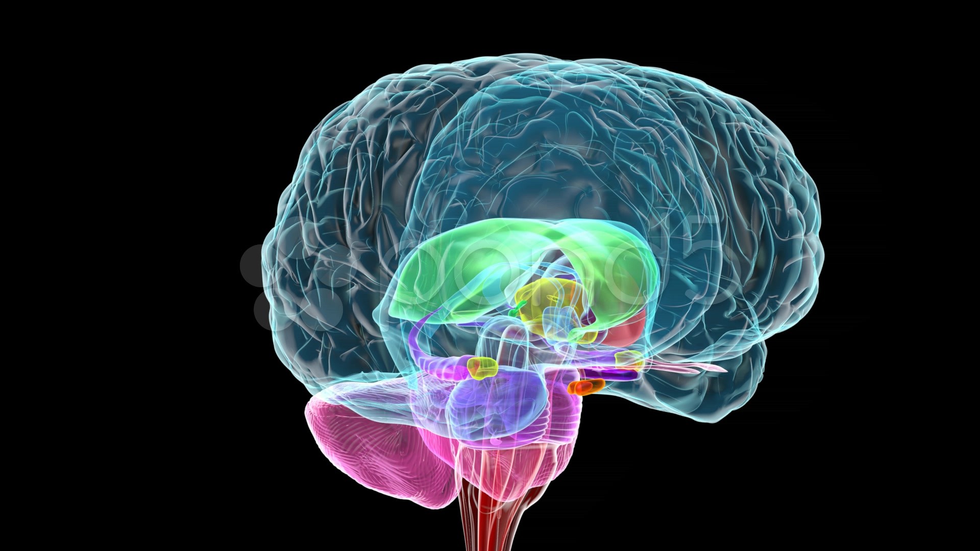 Cervello, Anatomia, Trasparente, Rendering 3D, Sfondo nero, 1920x1080, wallpaper desktop