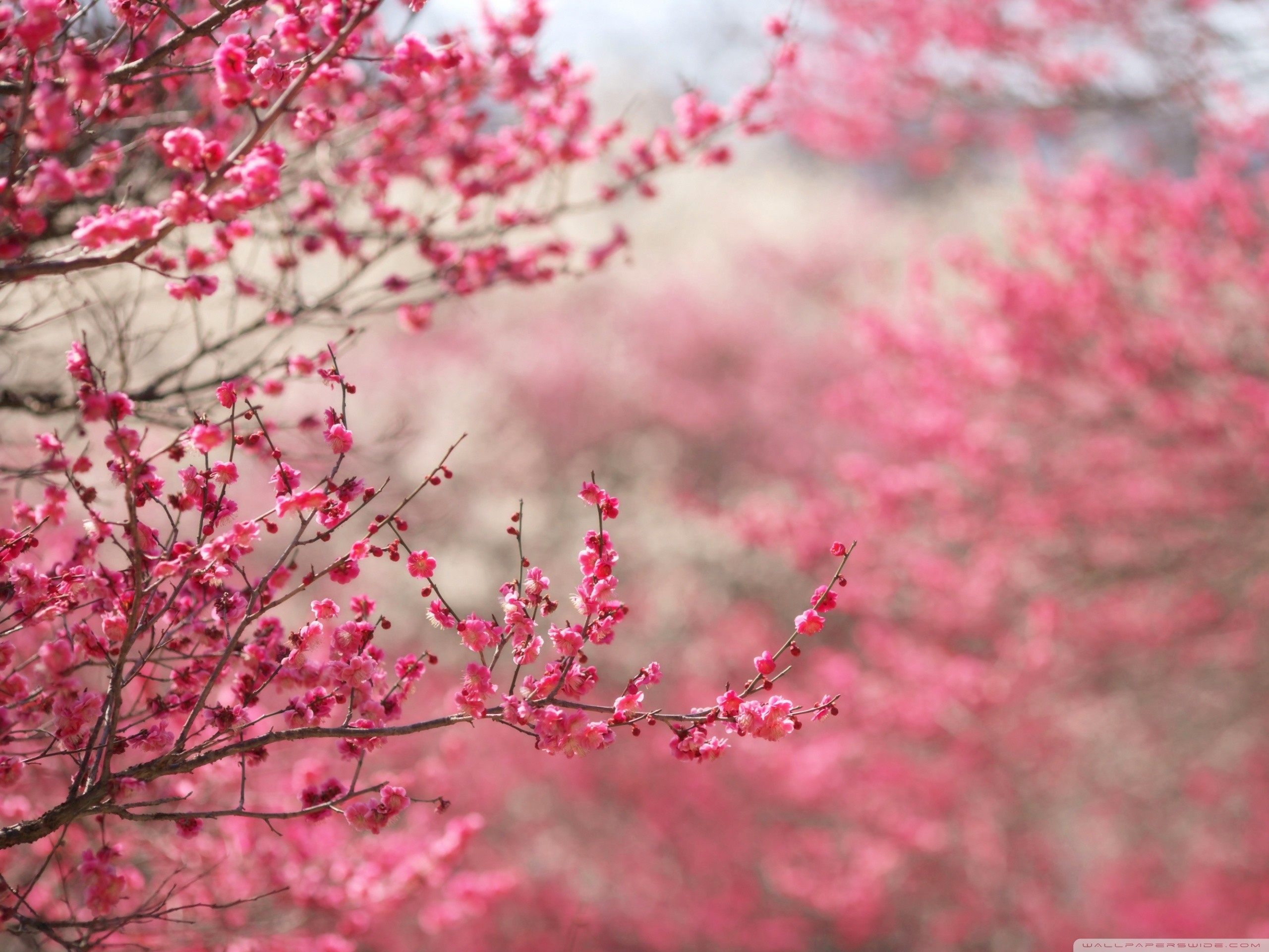 Pruno in fiore, Fiori rosa, Rami, sfondo per iPad e tablet