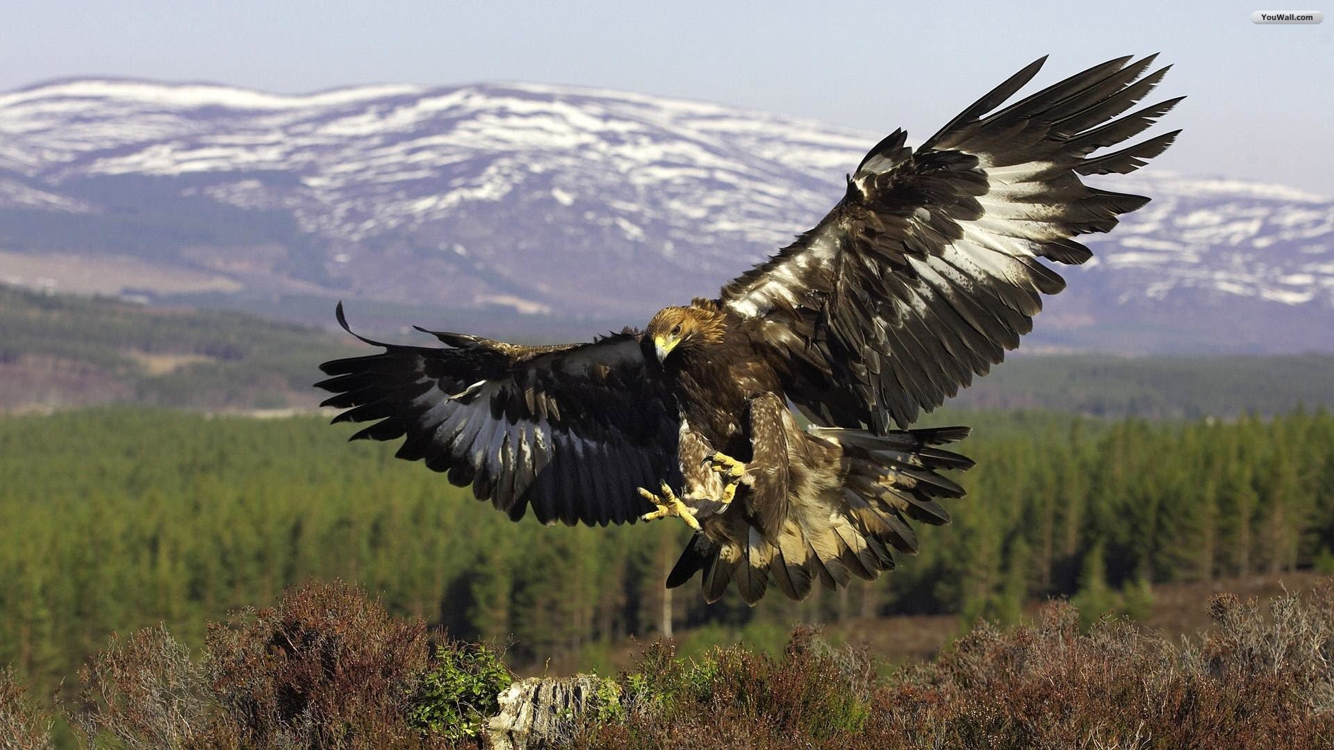 Aquila reale, In volo, Bosco, Montagne, Full HD, sfondo per PC