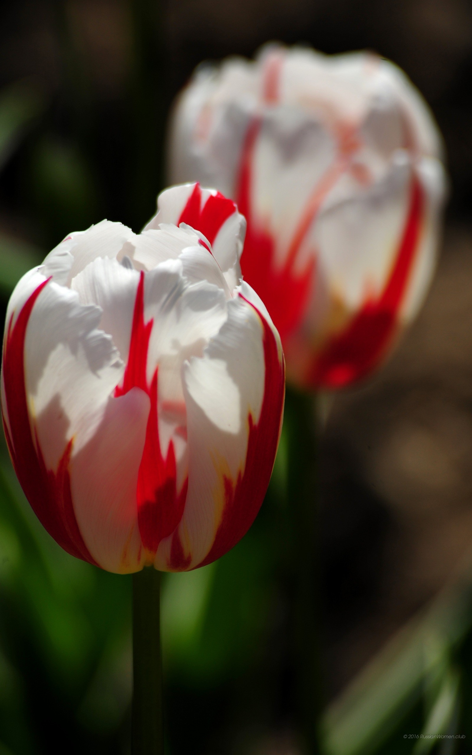 Tulipani, Bianco e rosso, Primo piano, QHD+, wallpaper per smartphone