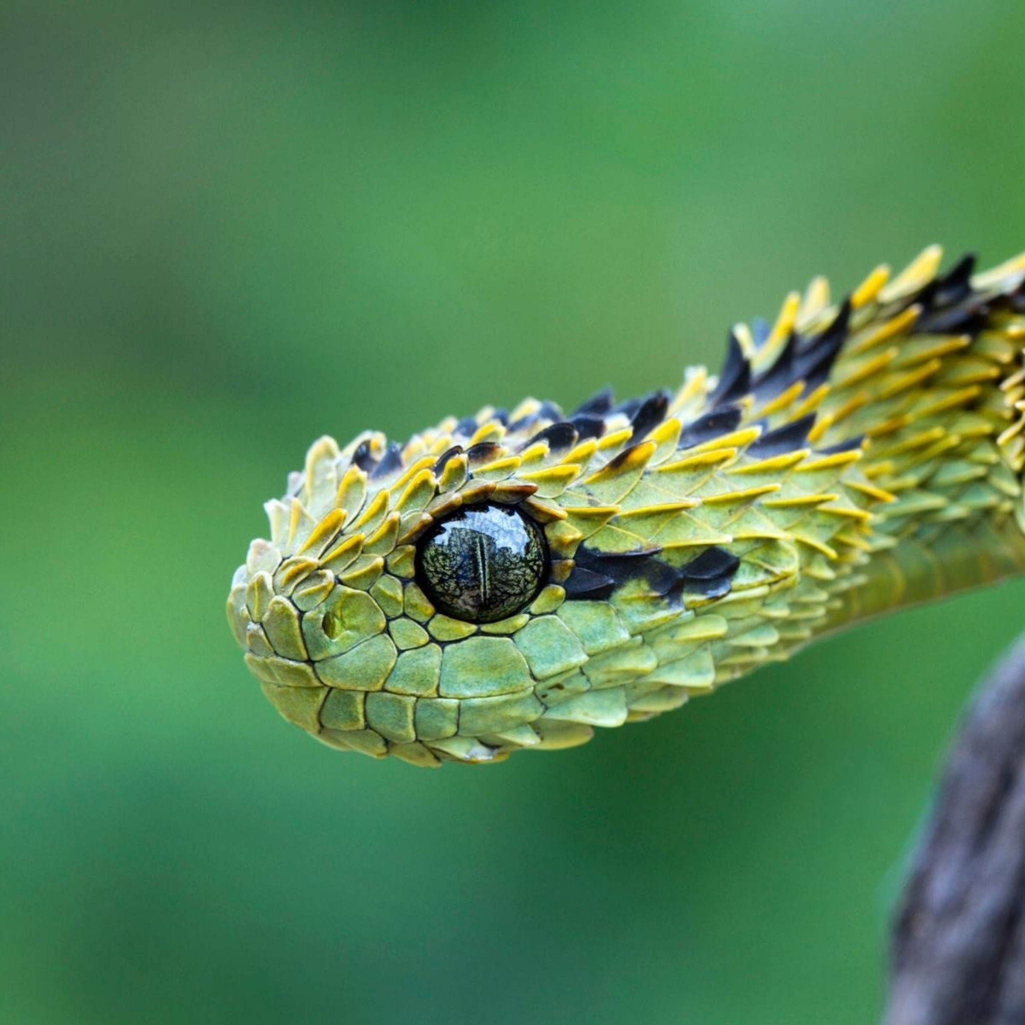Atheris hispida, Vipera cespugliosa, Squame carenate, Sfondo verde, schermata Home iPad